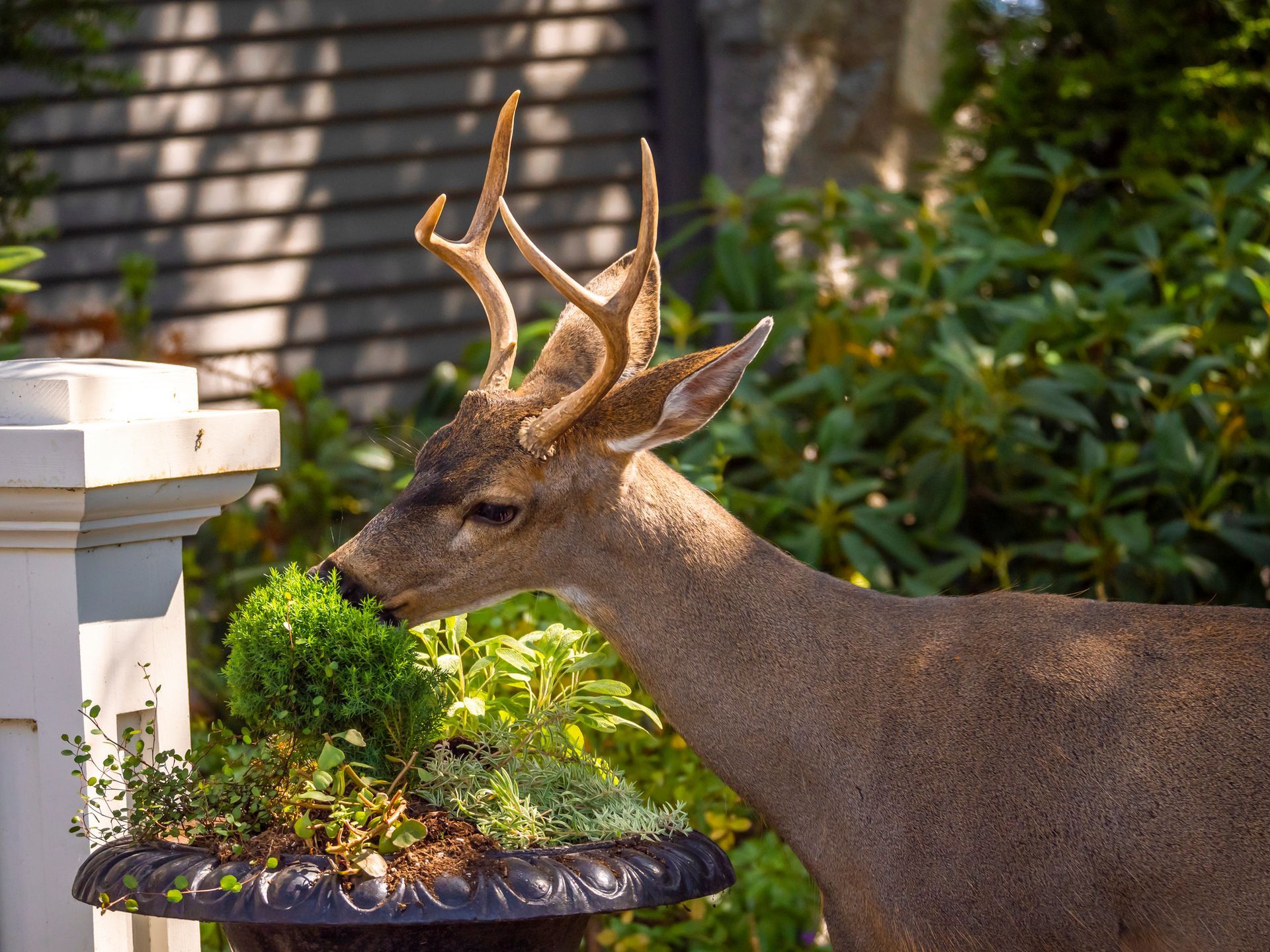 A deer sniffing around a landscaped residential yard, attracted by a deer mineral block.