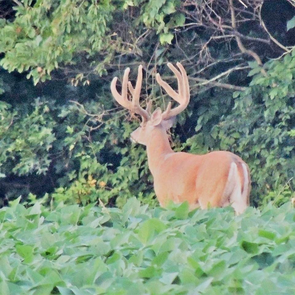 A deer standing in a field of green leaves