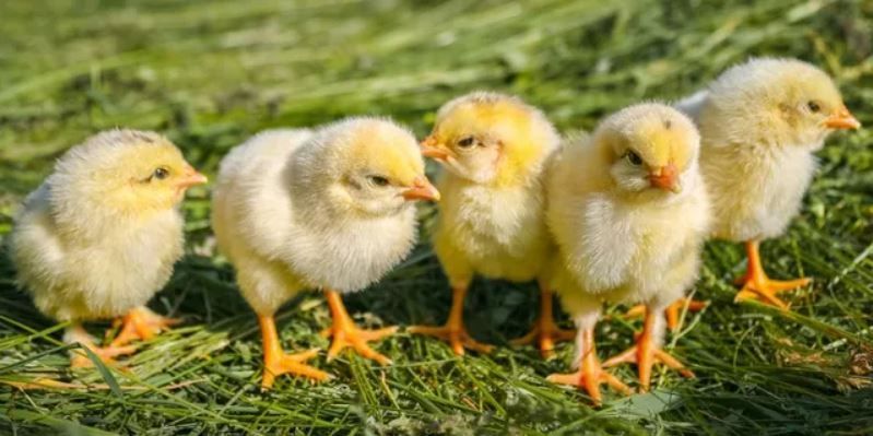 Five fluffy yellow chicks standing on green grass.