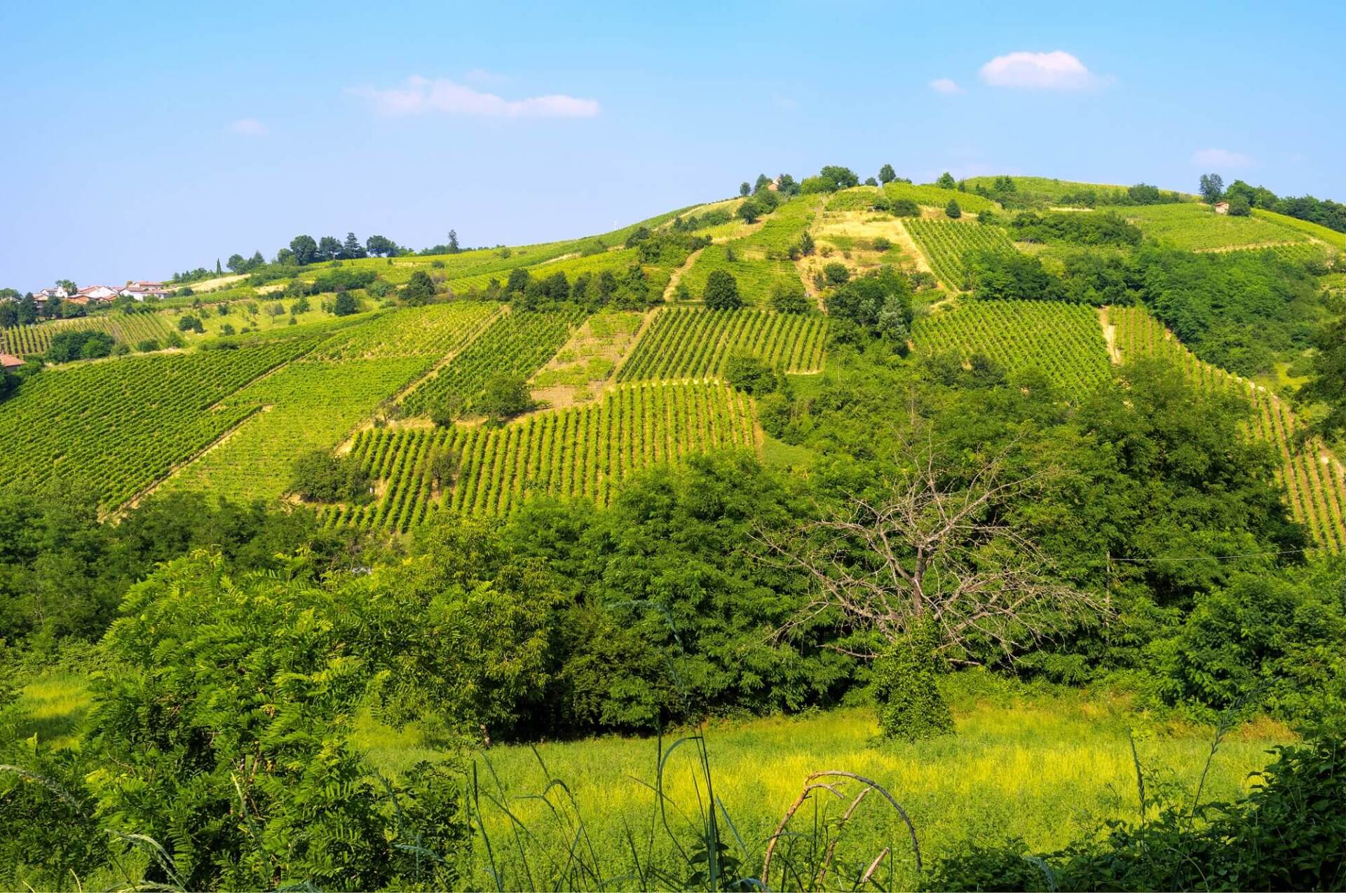 Pendio verde ricoperto di vigneti sotto un cielo azzurro.