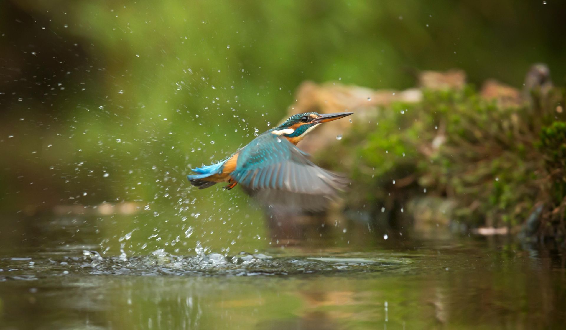 Humming brid flying through water