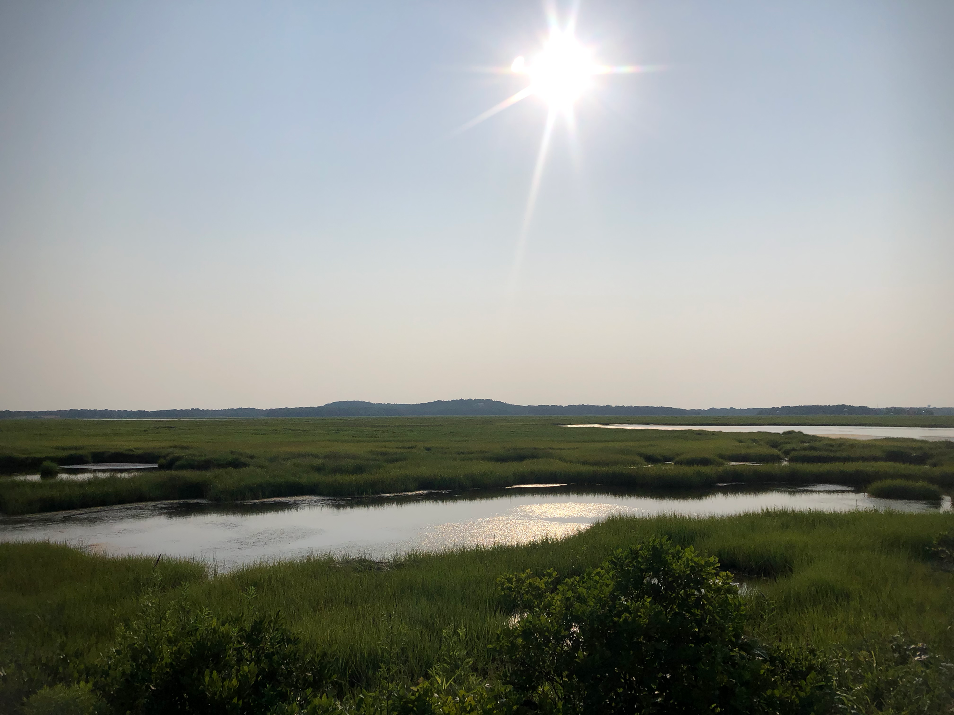 marsh image of Plum island