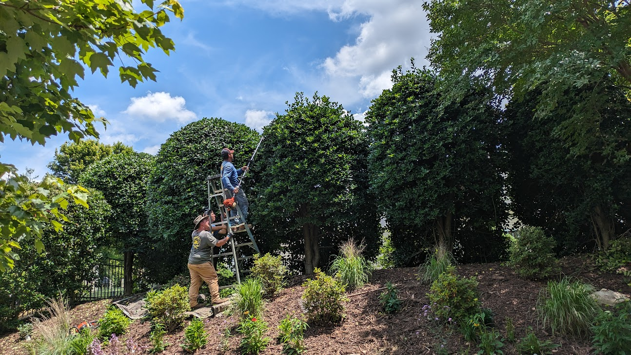 People pruning trees on a ladder; sunny day.