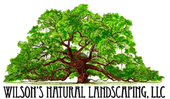 Large green tree with a brown trunk, 