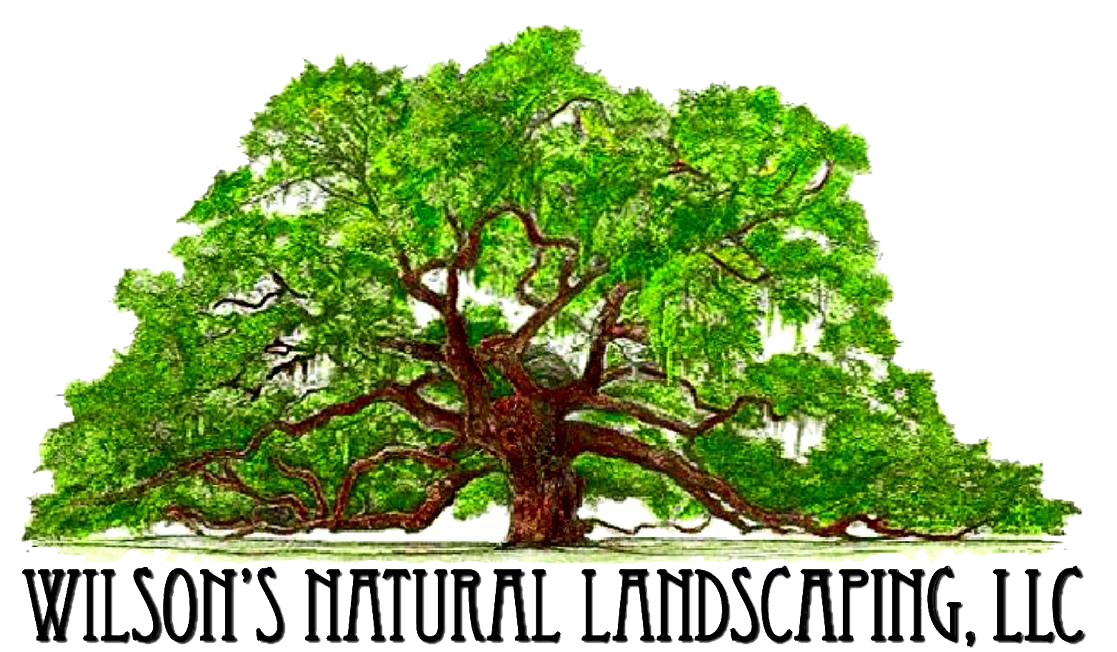 Large green tree with a brown trunk, 