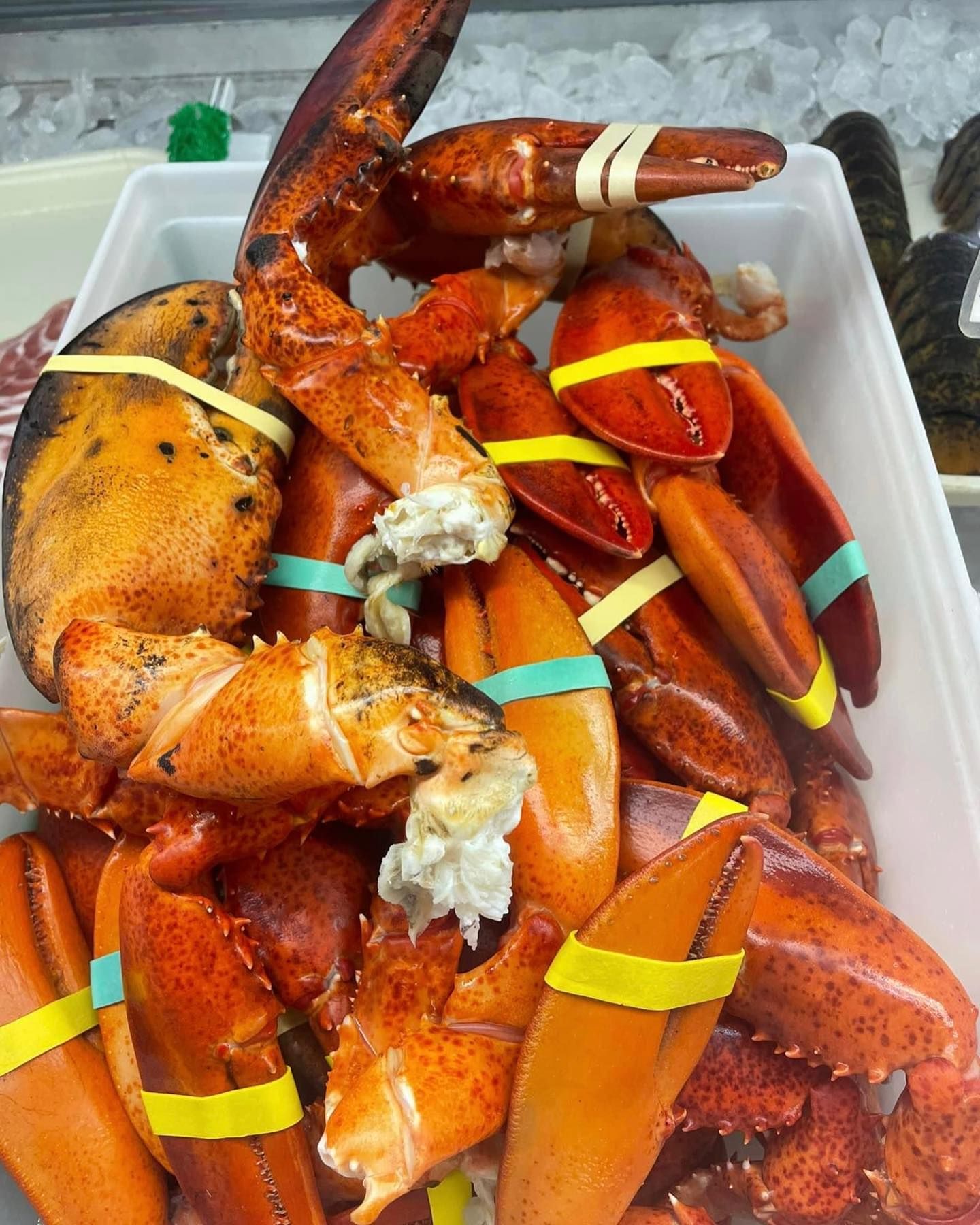 Cooked lobster claws with rubber bands, piled in a white container.