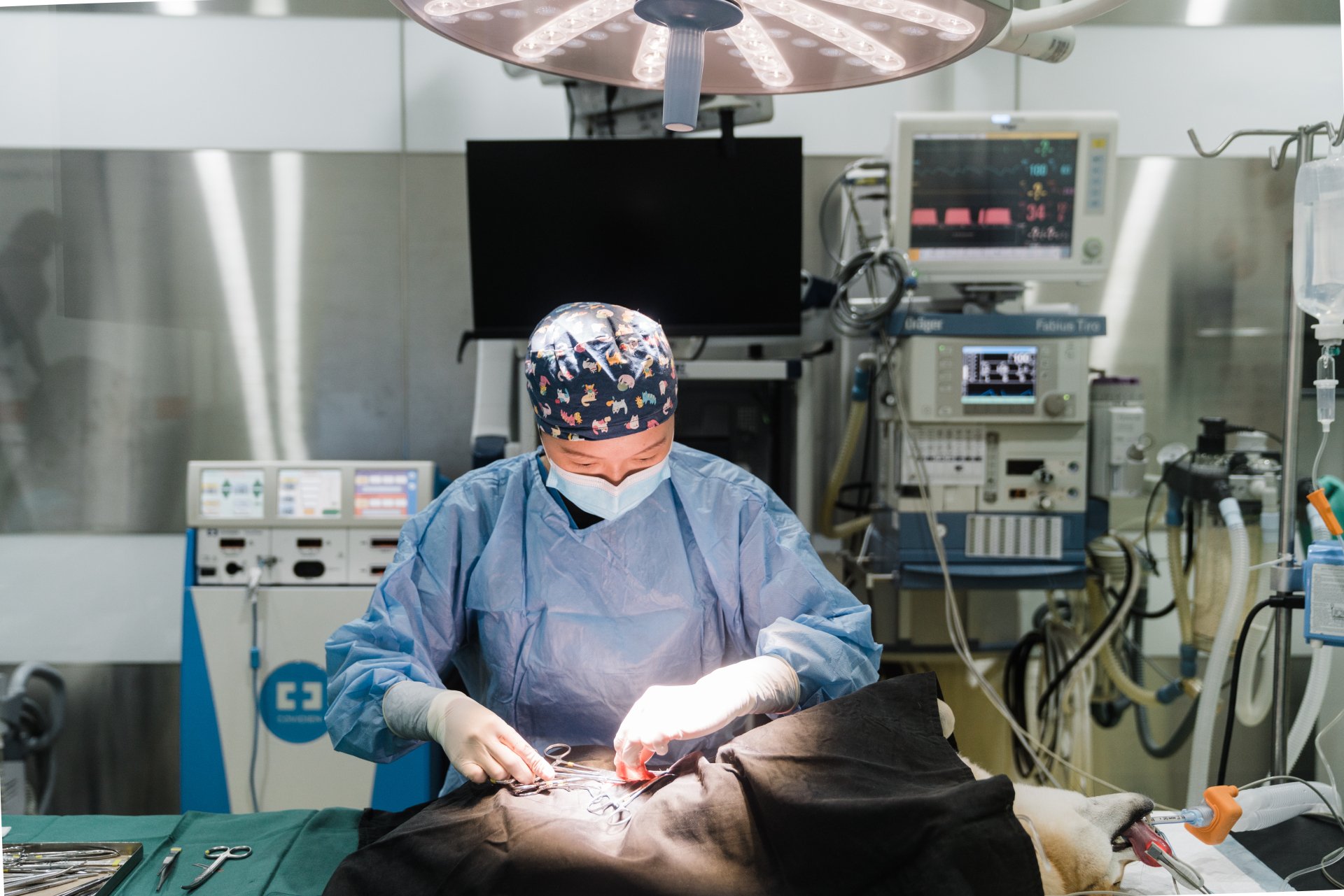 AVH Animal Ark Veterinary Group