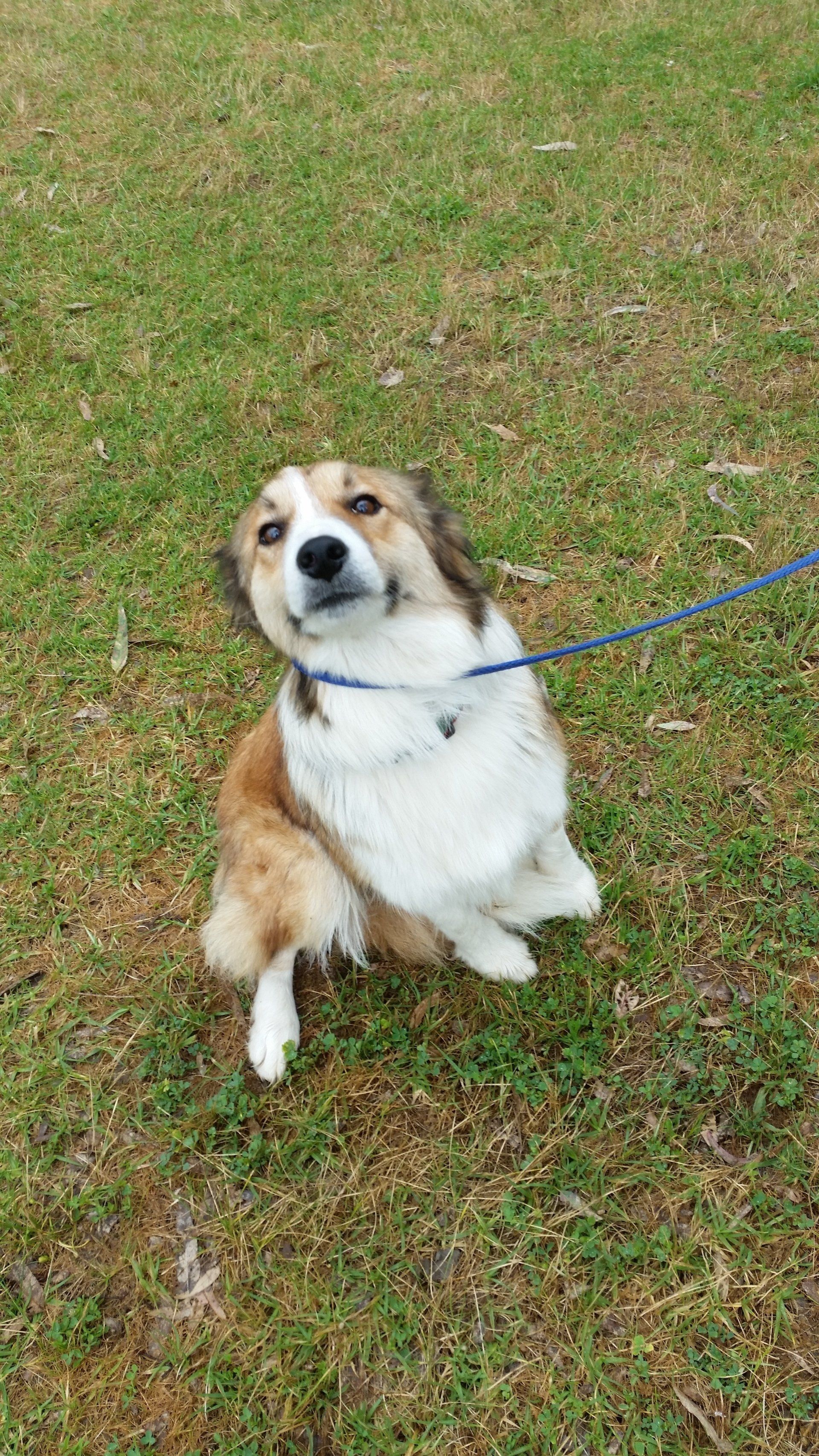 Collie on Leash - Pet Transport, Australia