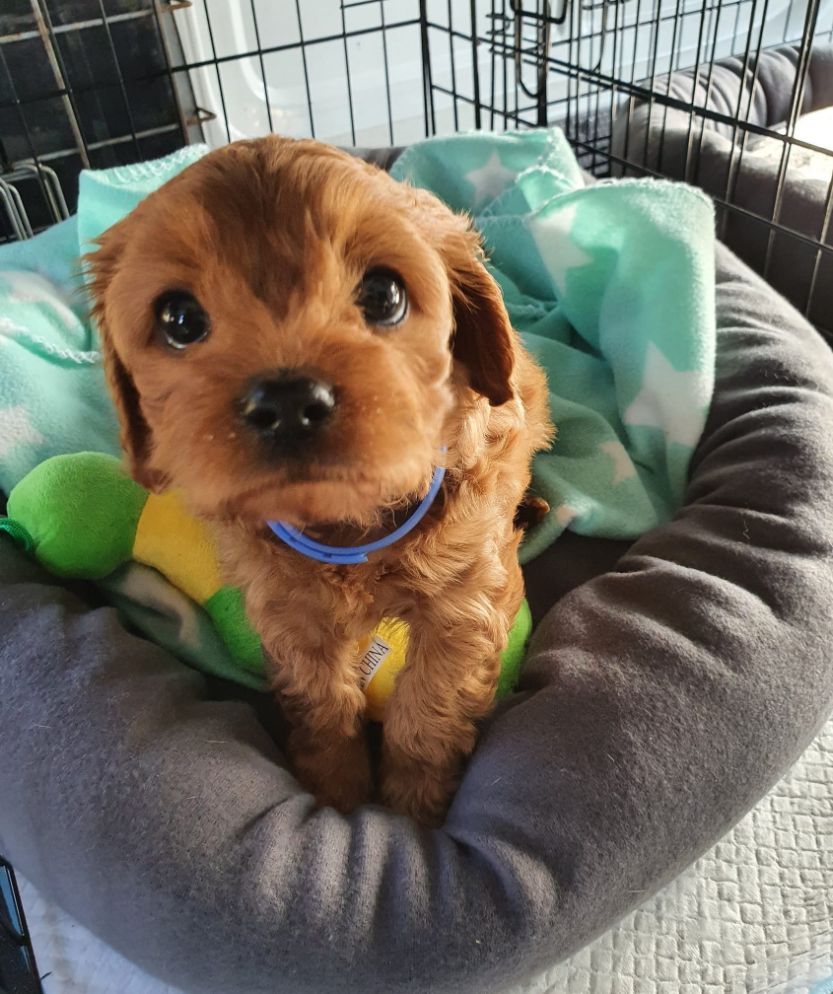 Puppy in Pet Transport Vehicle - Pet Waggin, Australia Wide