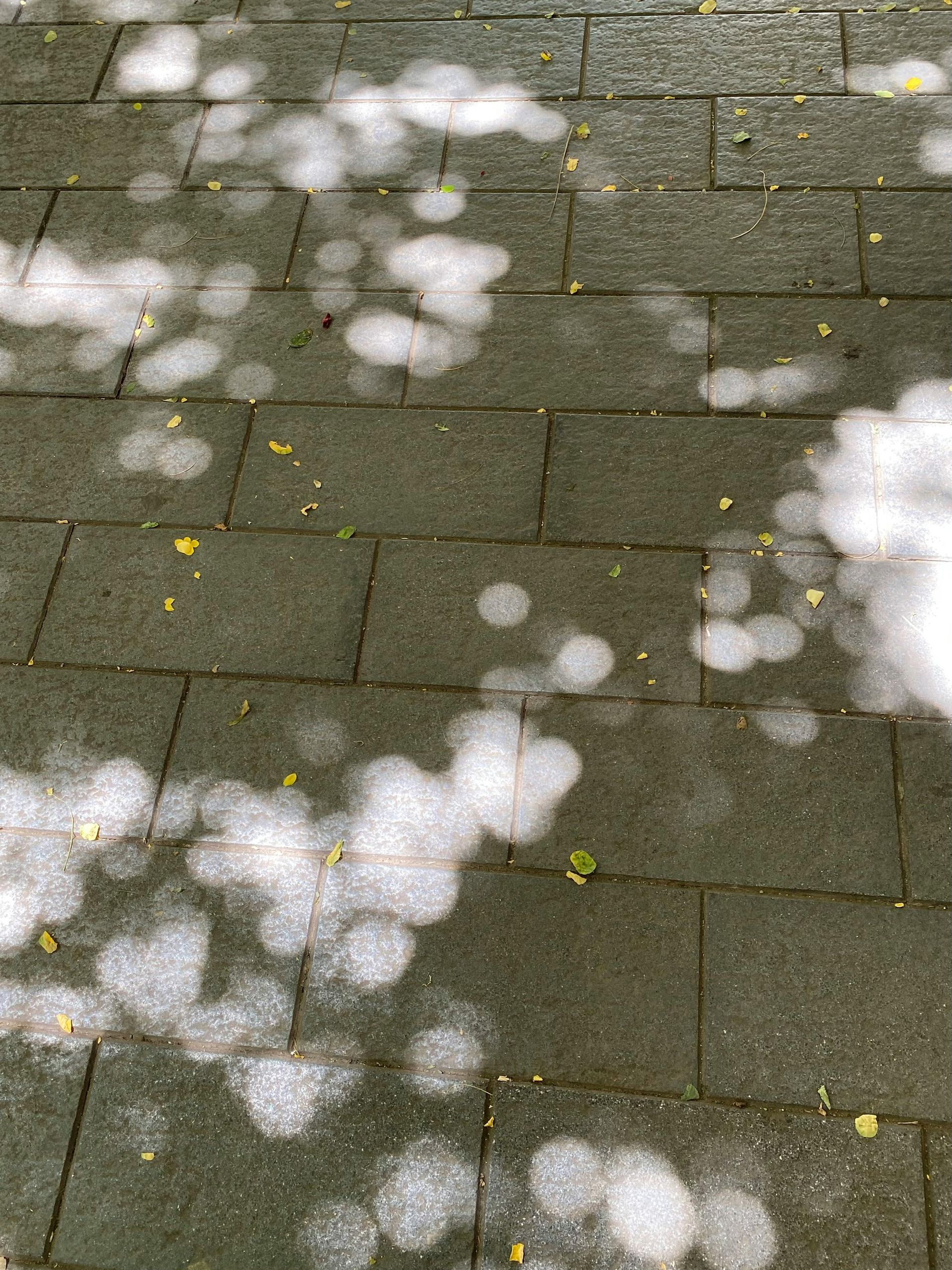 Sunlit gray stone pavers with scattered leaf shadows and a few small yellow leaves