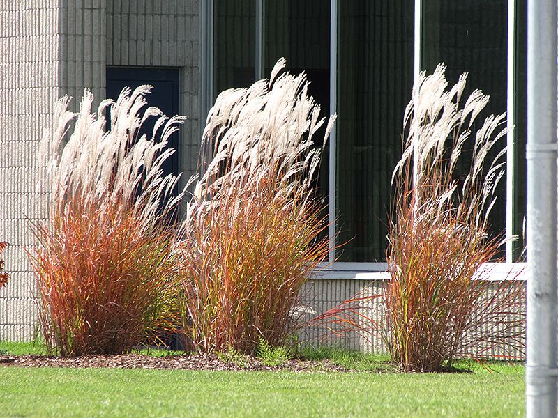 Fire Reed Grass GRASS