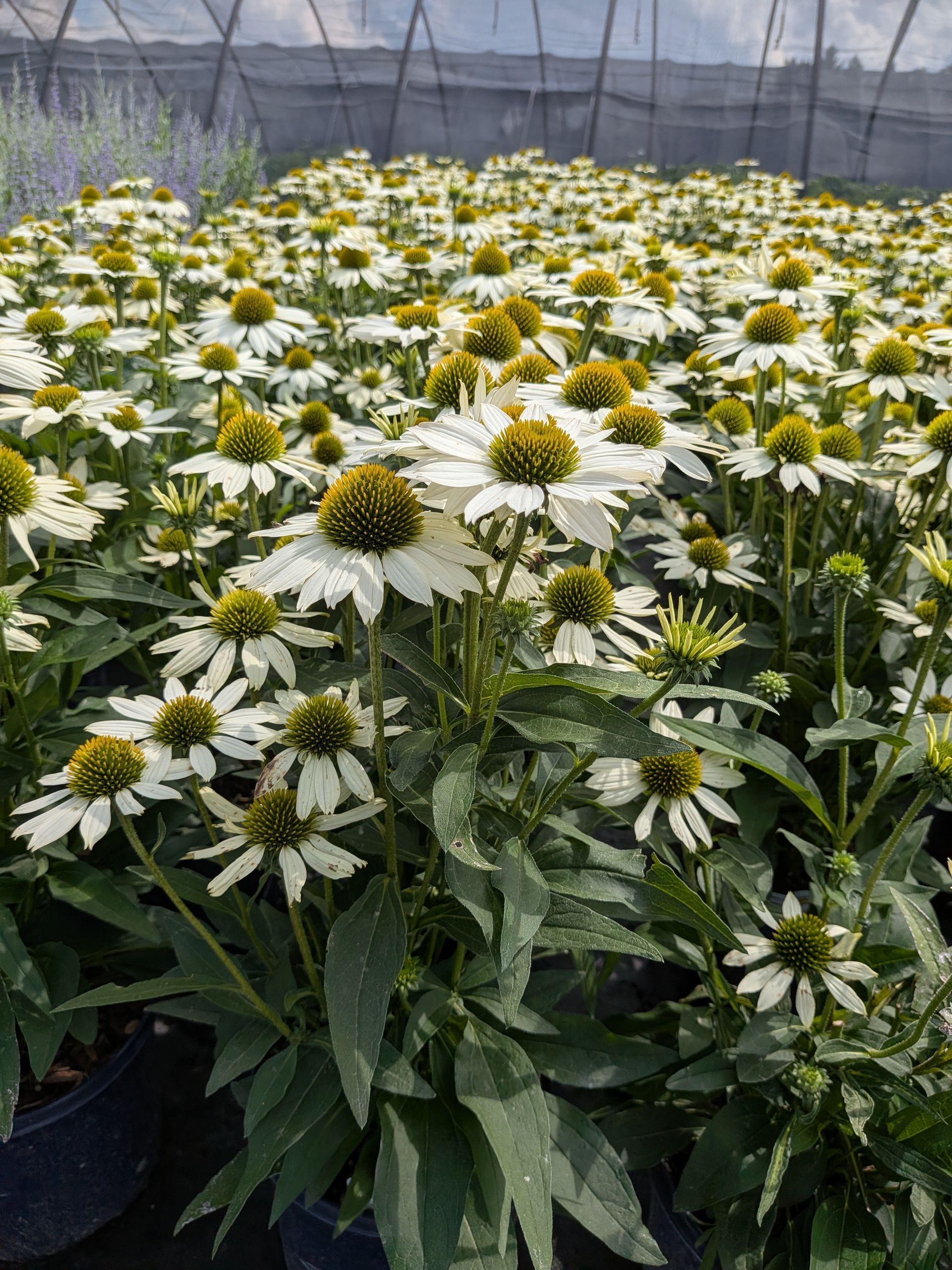 KISMET® White Coneflower
