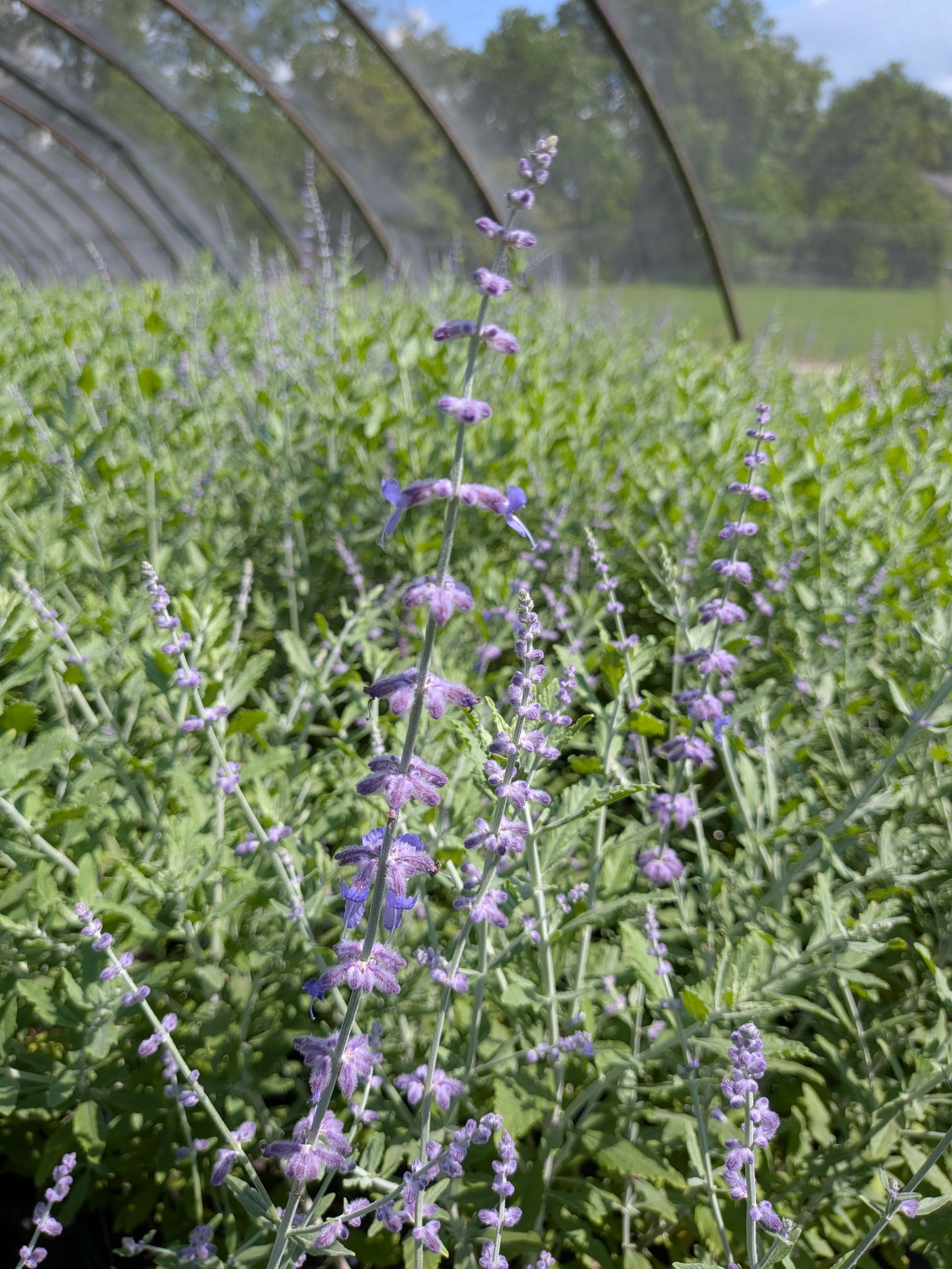 Little Spire Russian Sage