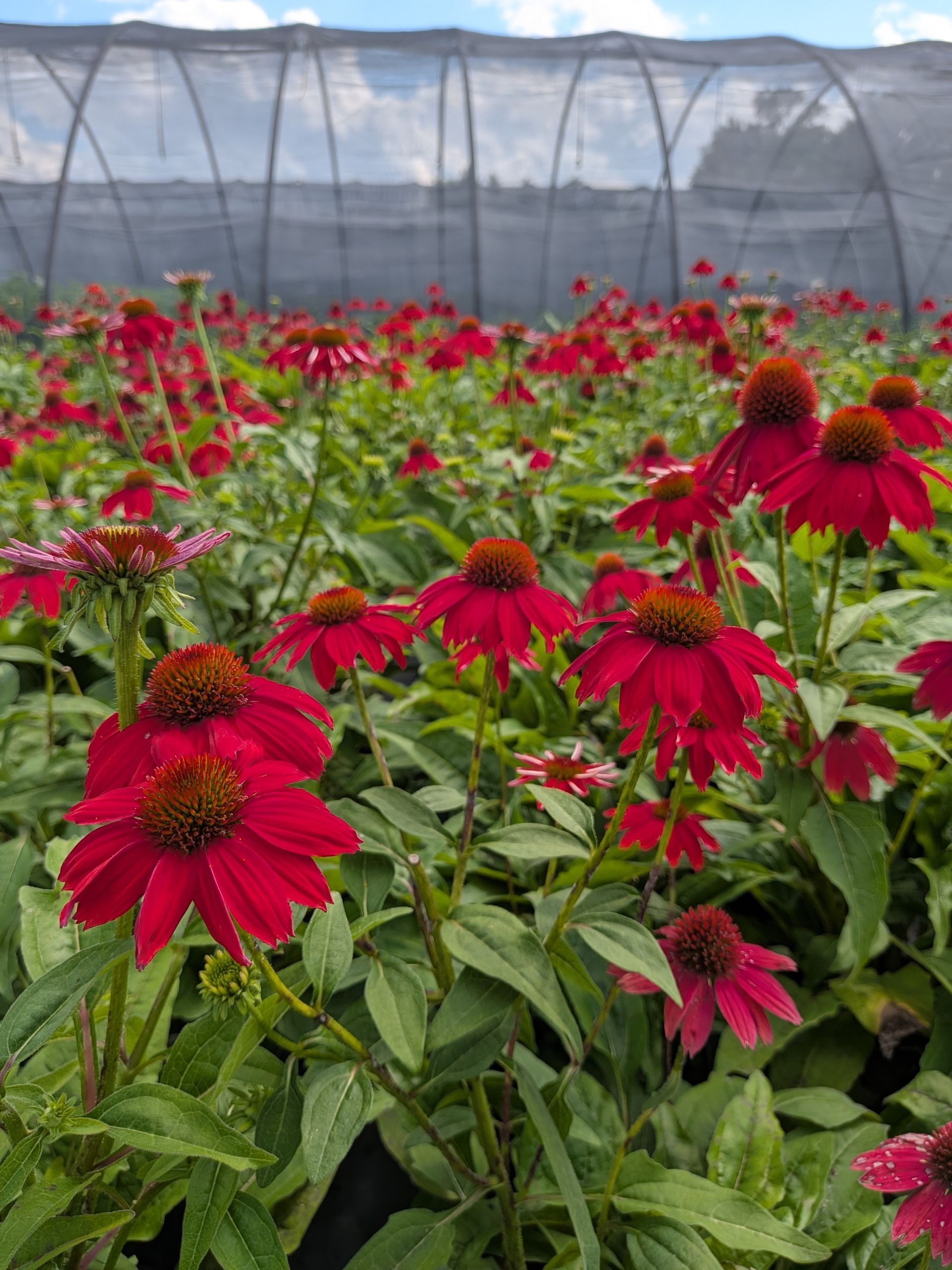 Sombrero® Salsa Red Coneflower