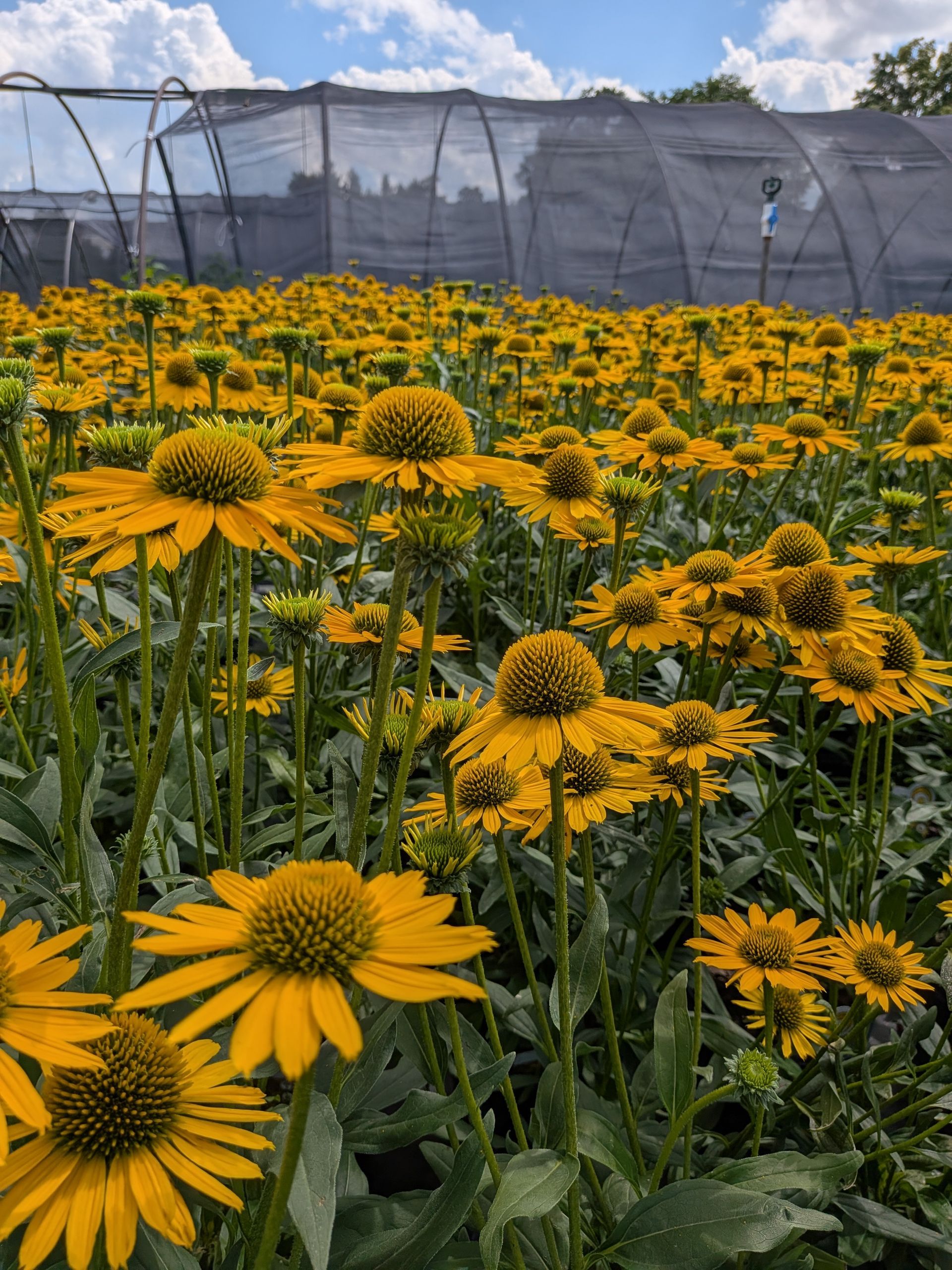 KISMET® Yellow Coneflower