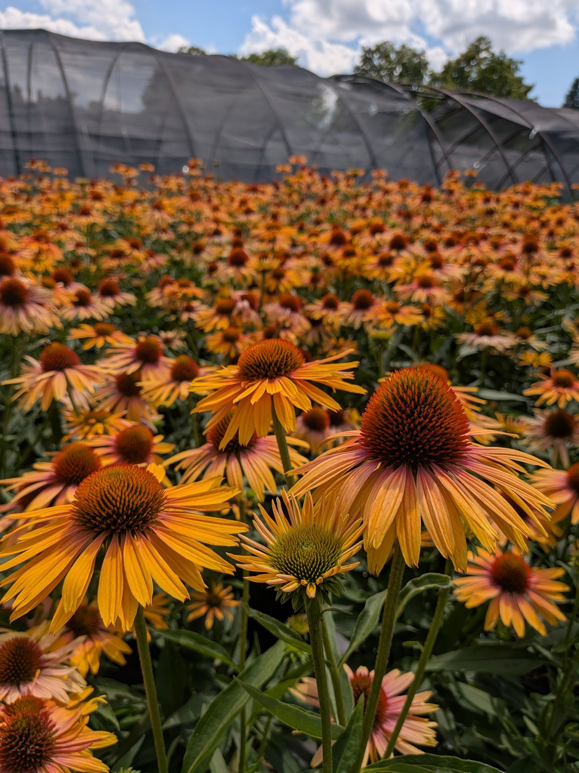 Big Kahuna Coneflower