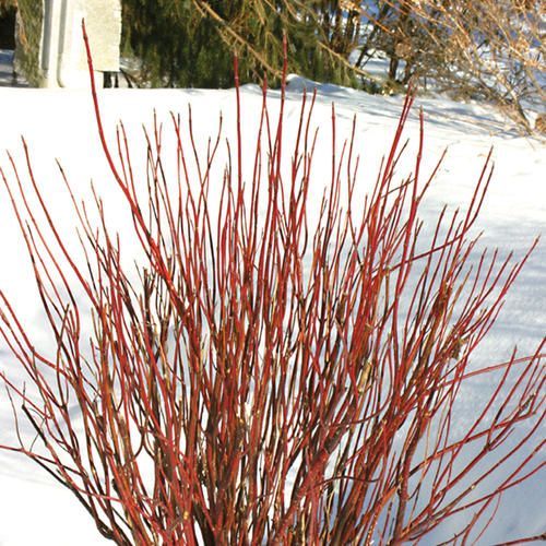 Arctic Fire® Red Osier Dogwood