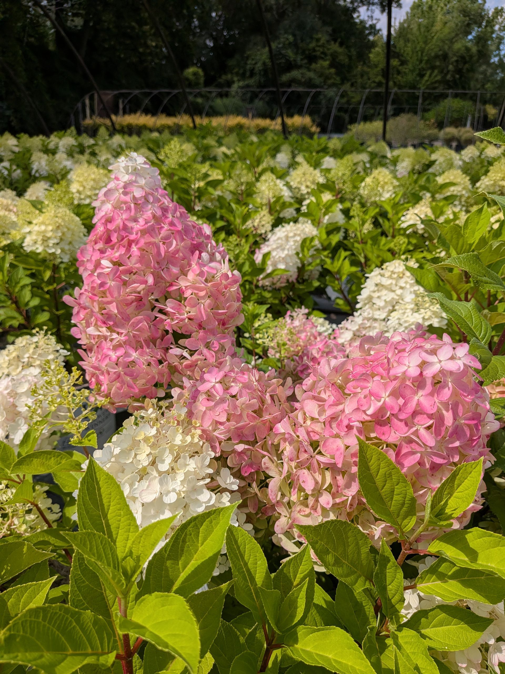 Fire Light Tidbit® Hydrangea