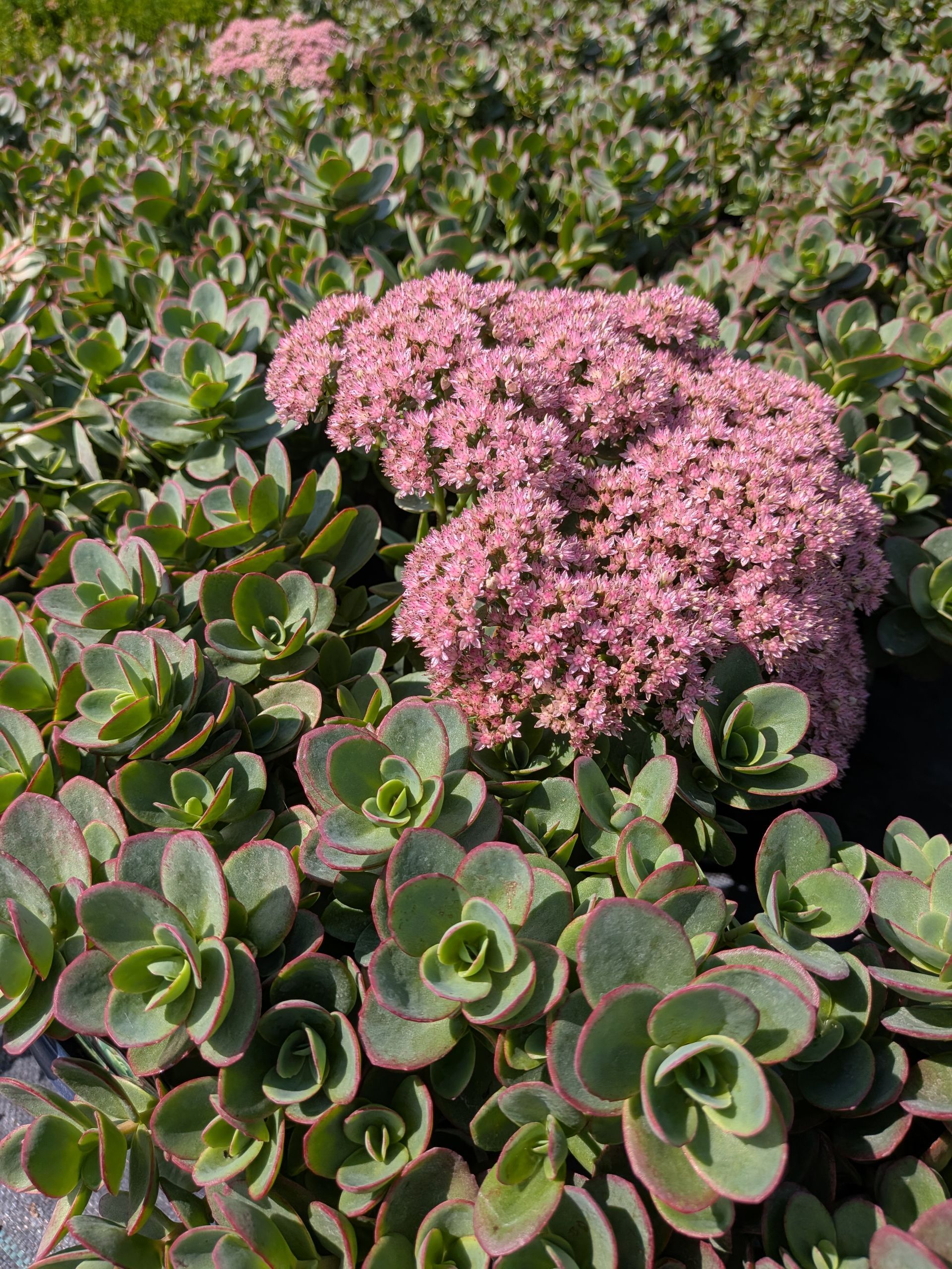 SunSparkler® Lime Zinger Stonecrop