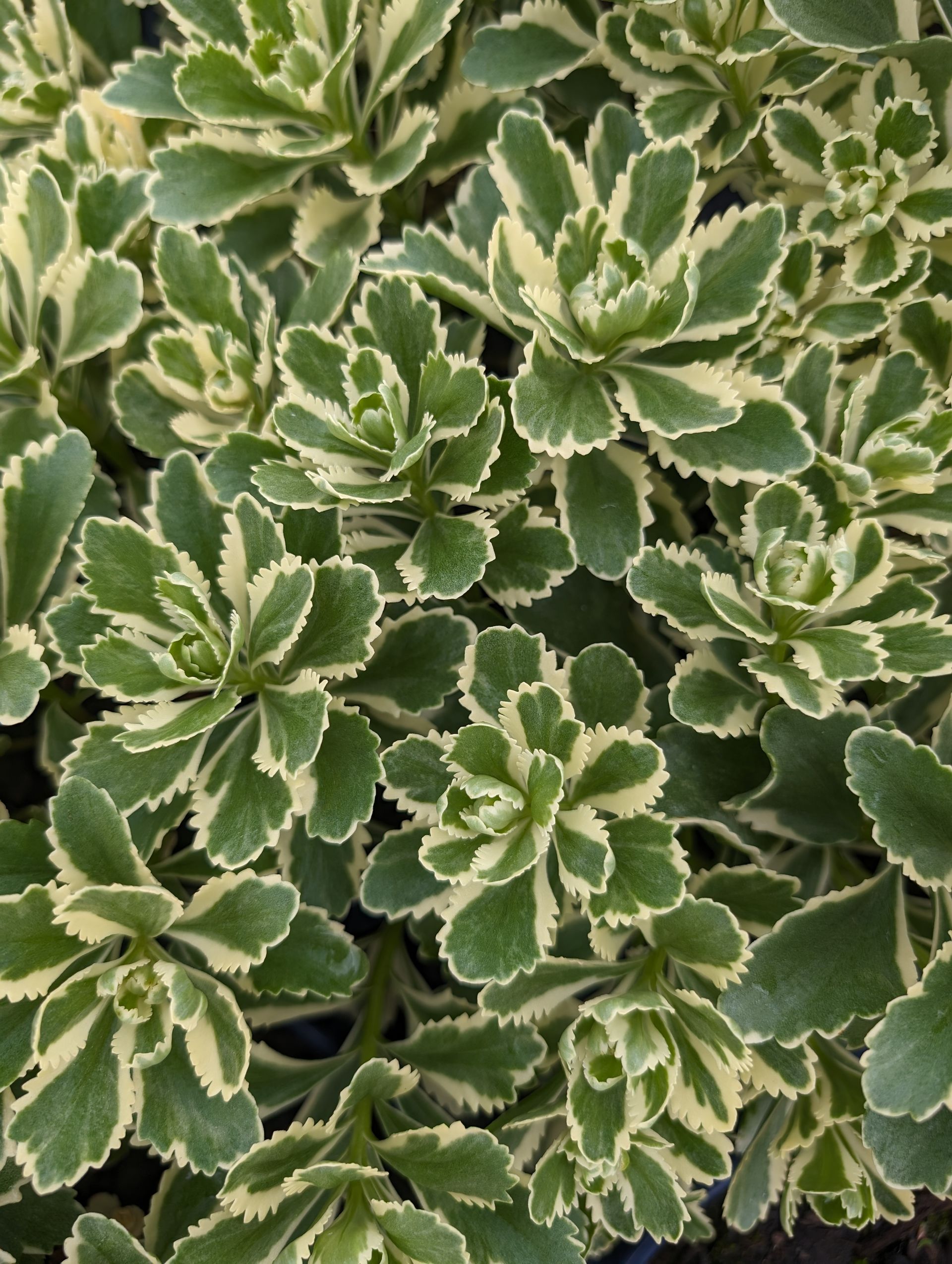 Atlantis™ Stonecrop