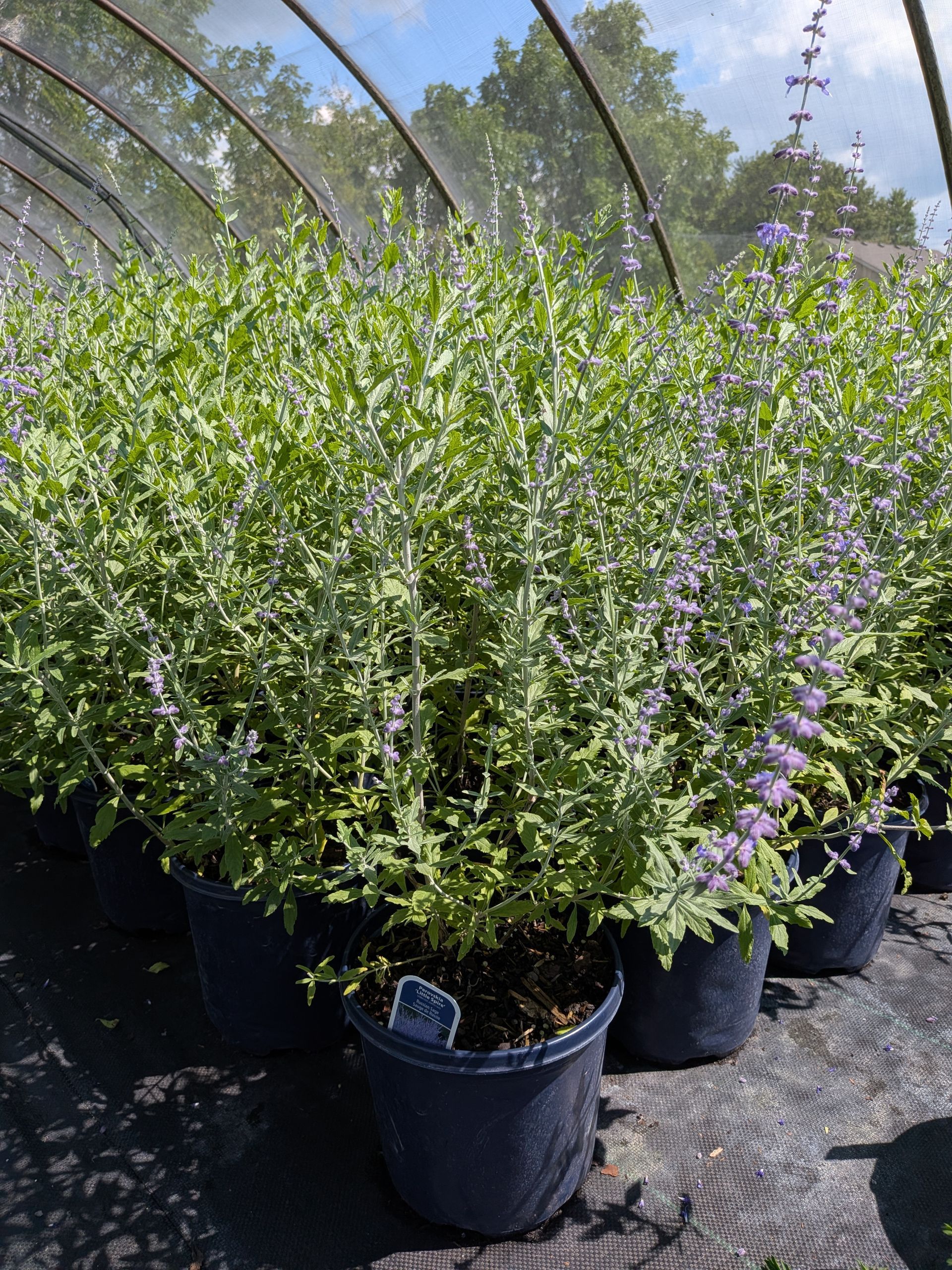 Little Spire Russian Sage