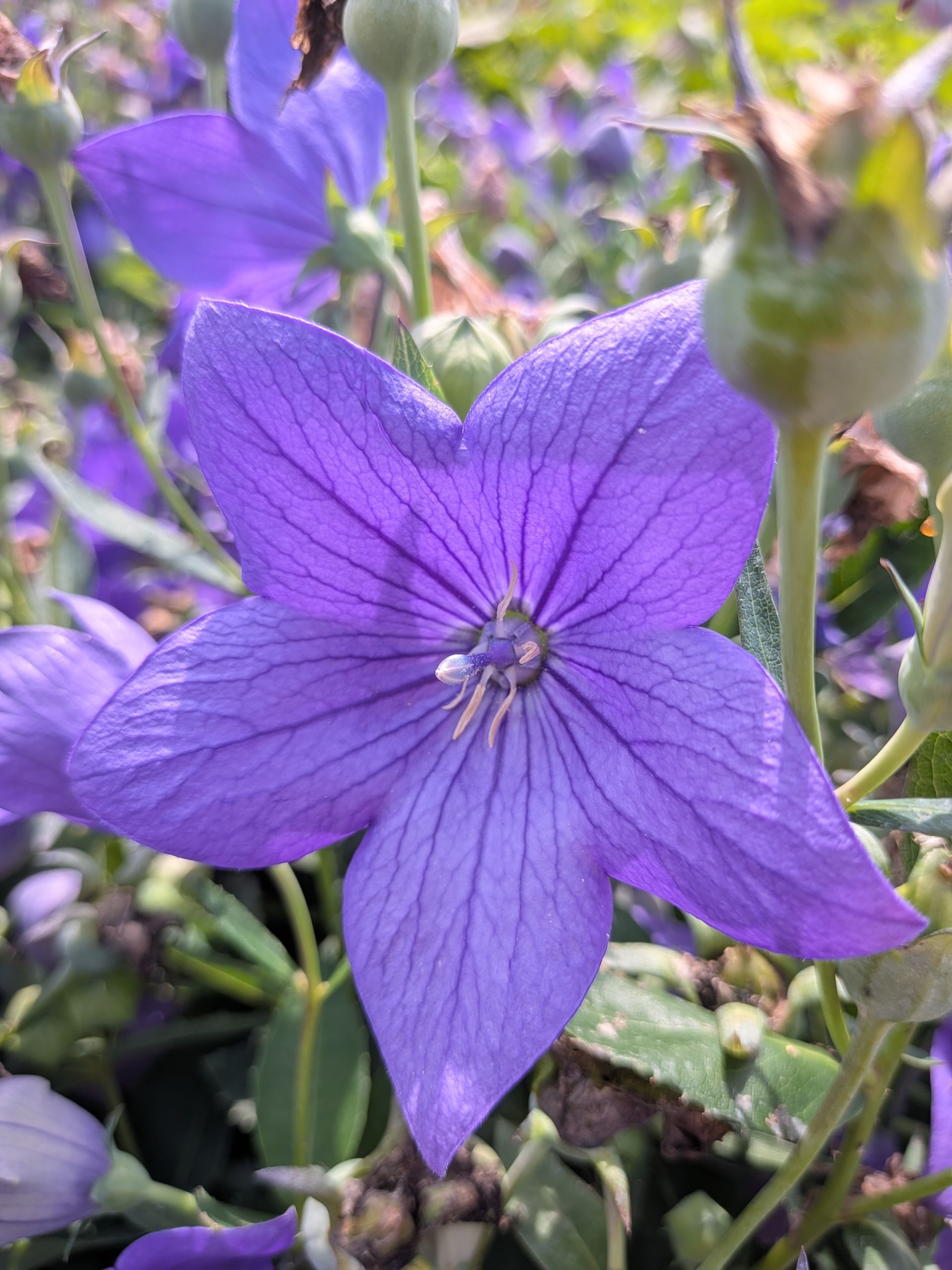 Astra Blue Balloon Flower
