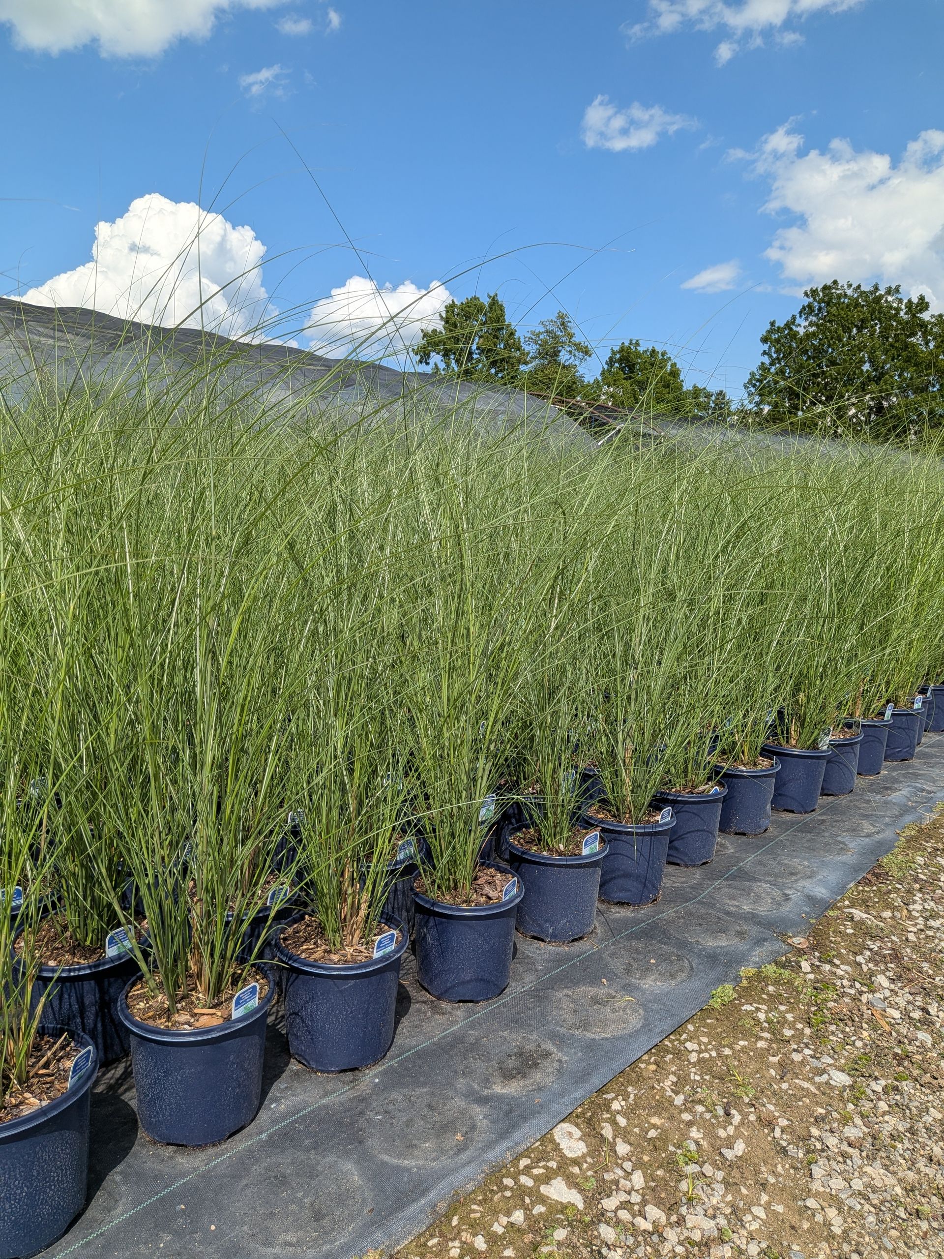 Maiden Grass