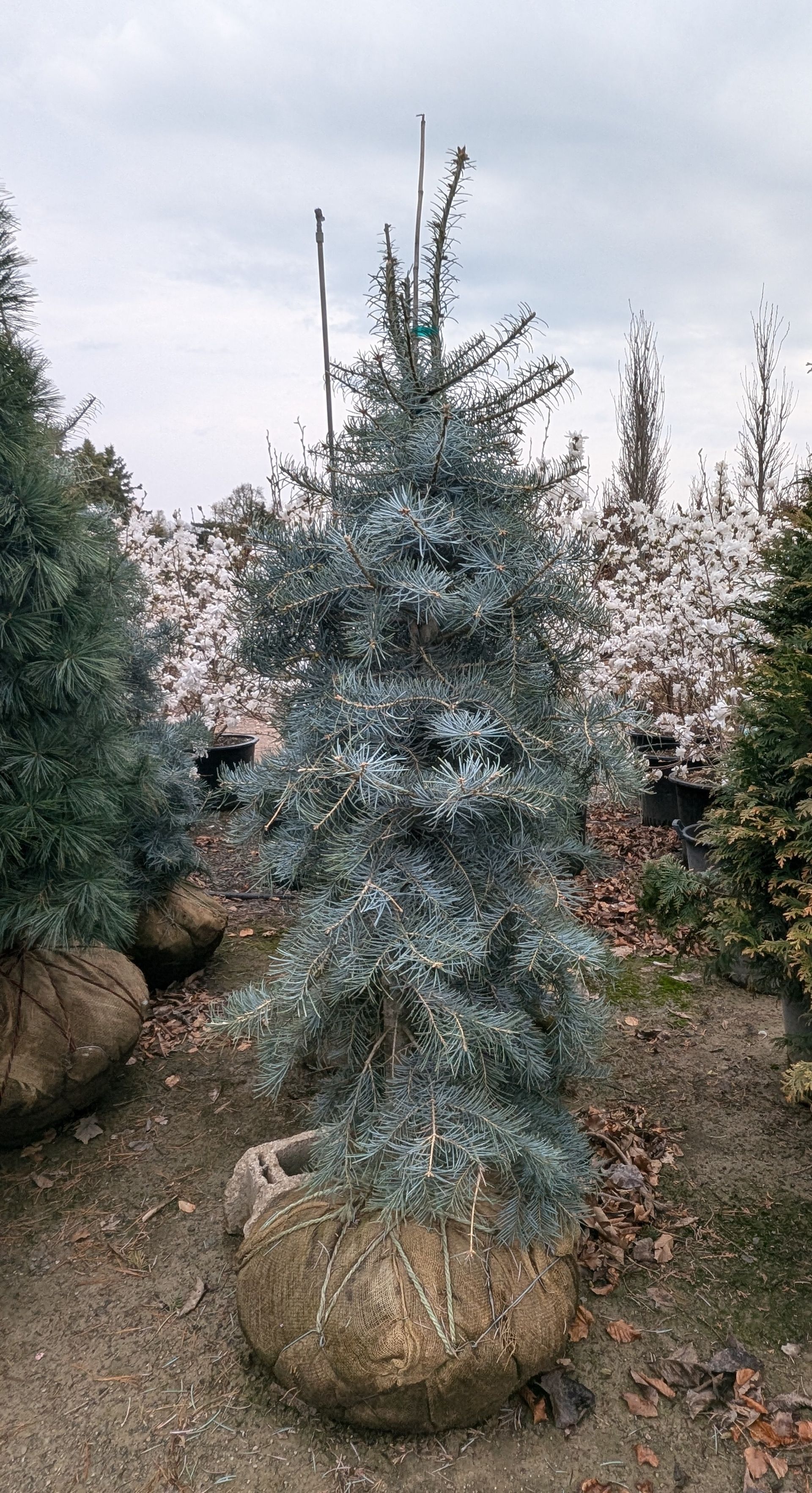 Blue Cloak White Fir