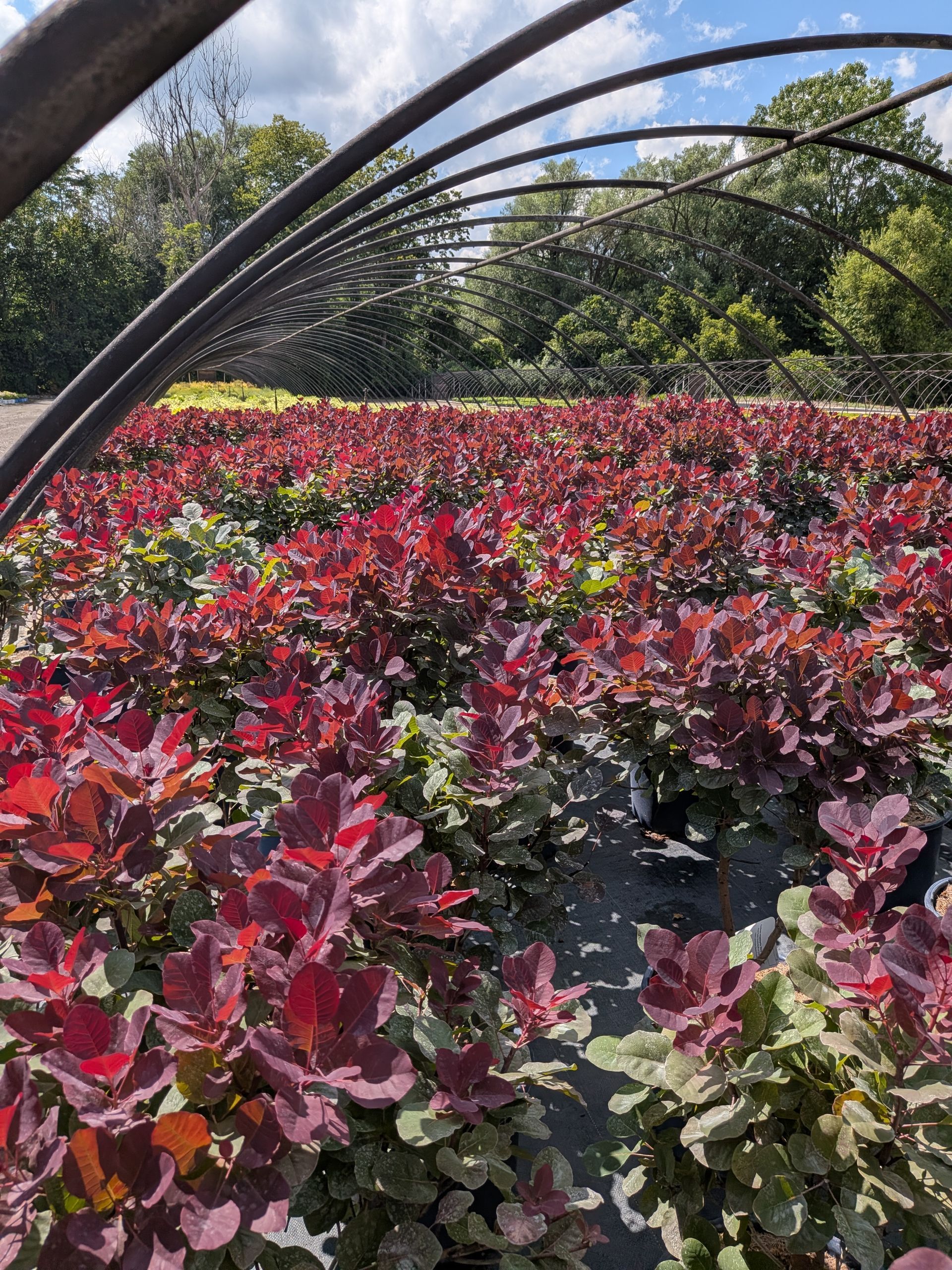 Royal Purple Smoke Bush