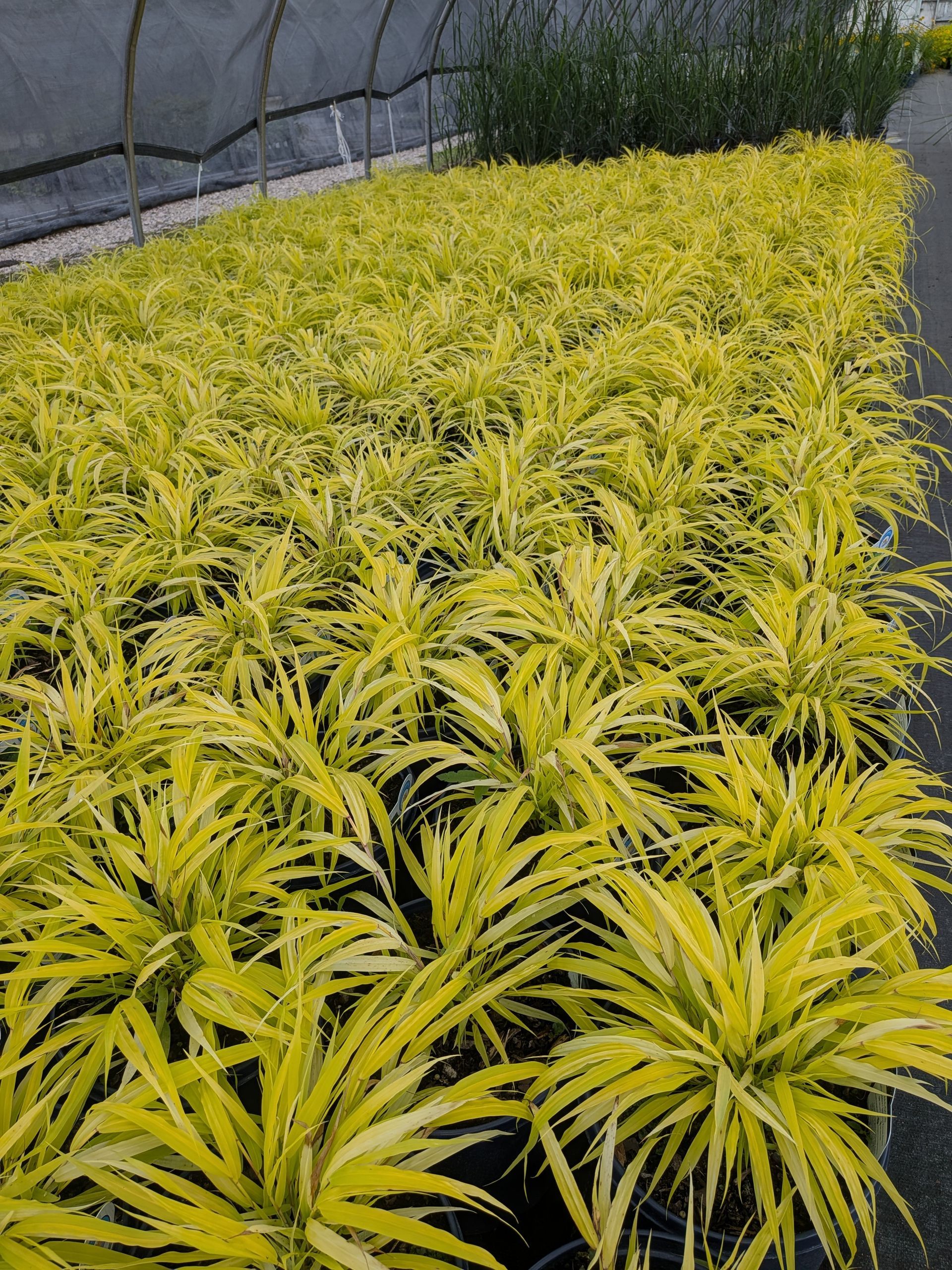 All Gold Hakone Grass