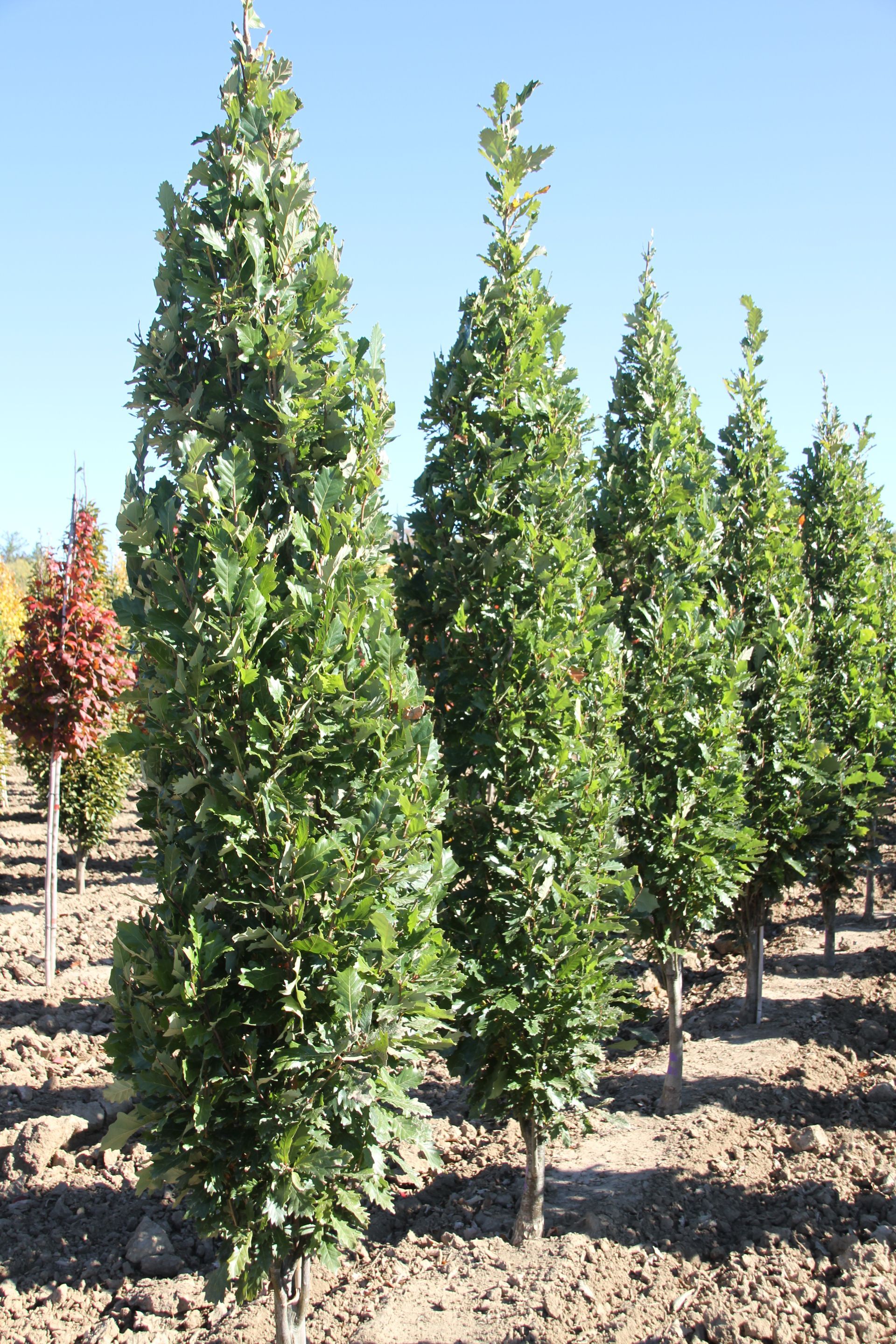 Regal Prince® Oak