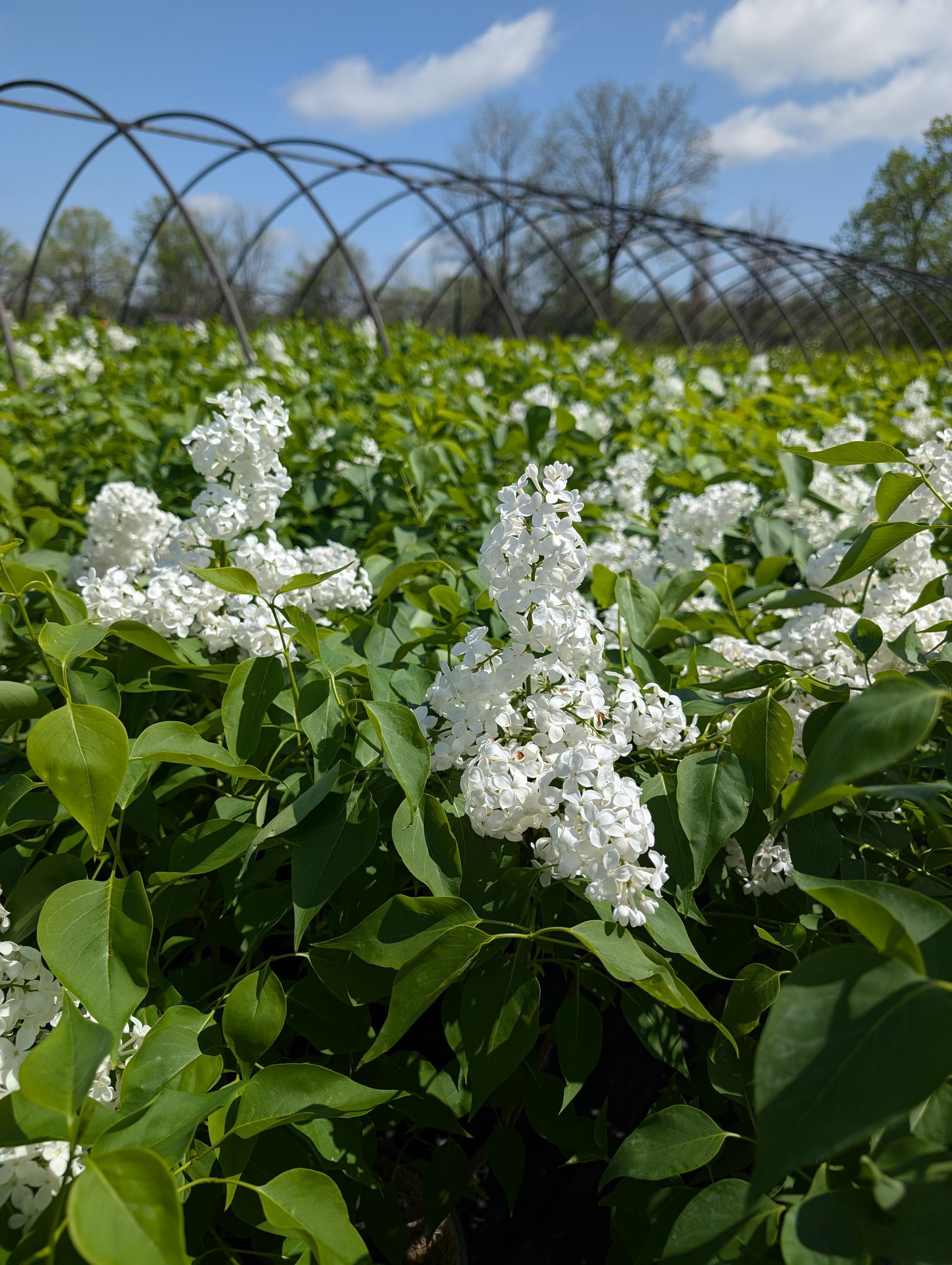 Beauty of Moscow Lilac