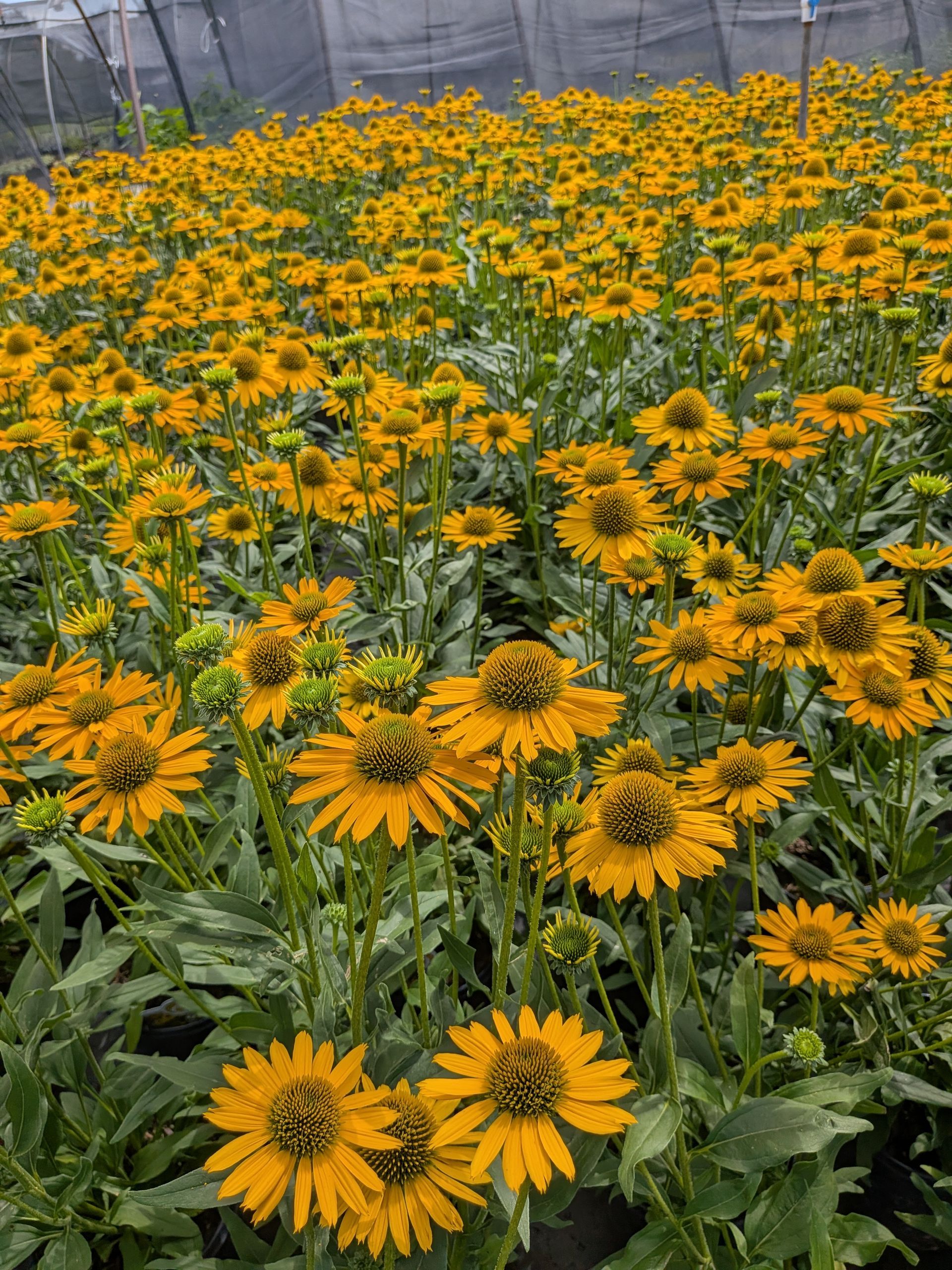 KISMET® Yellow Coneflower