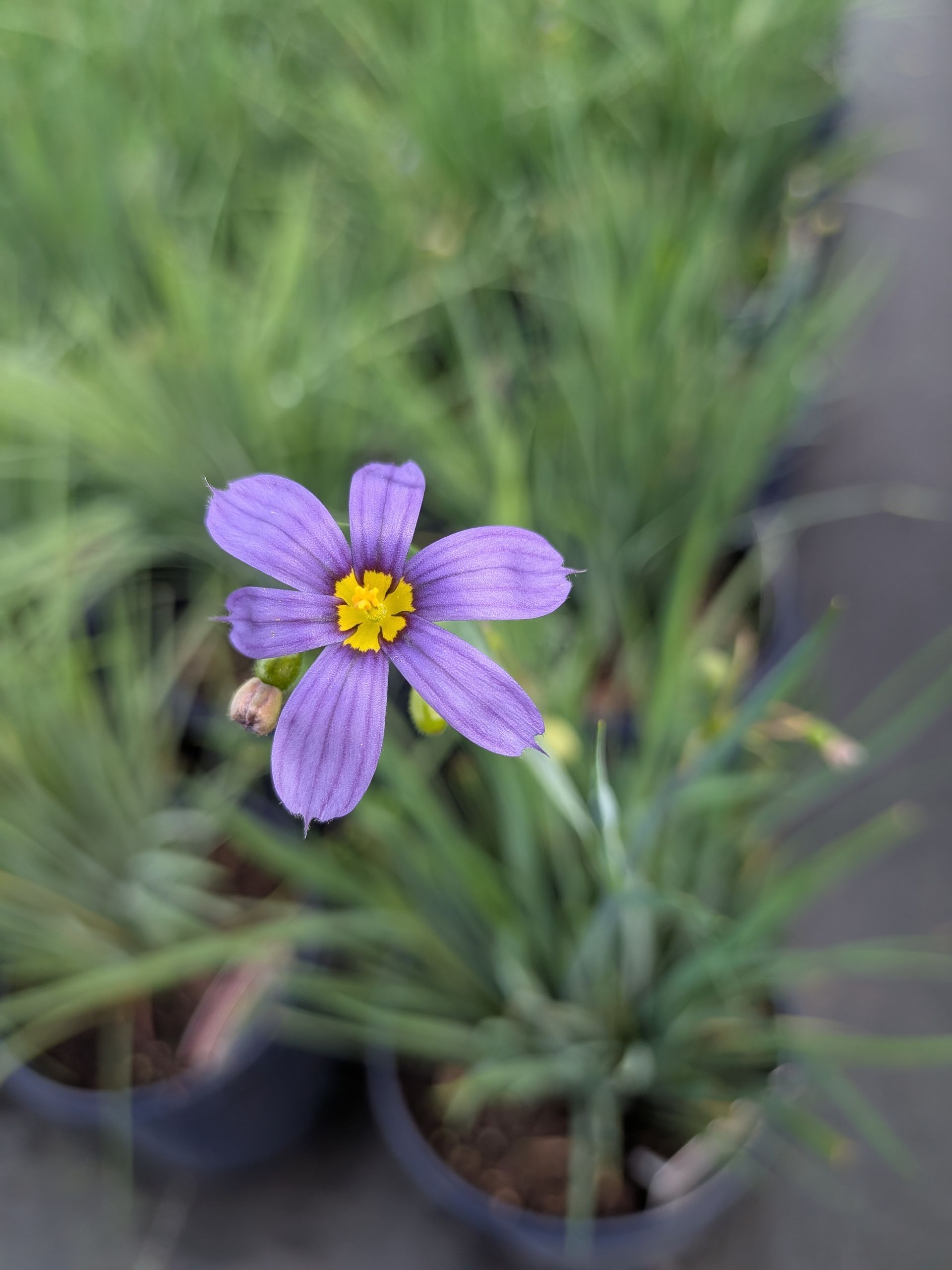 Blue Eyed Grass