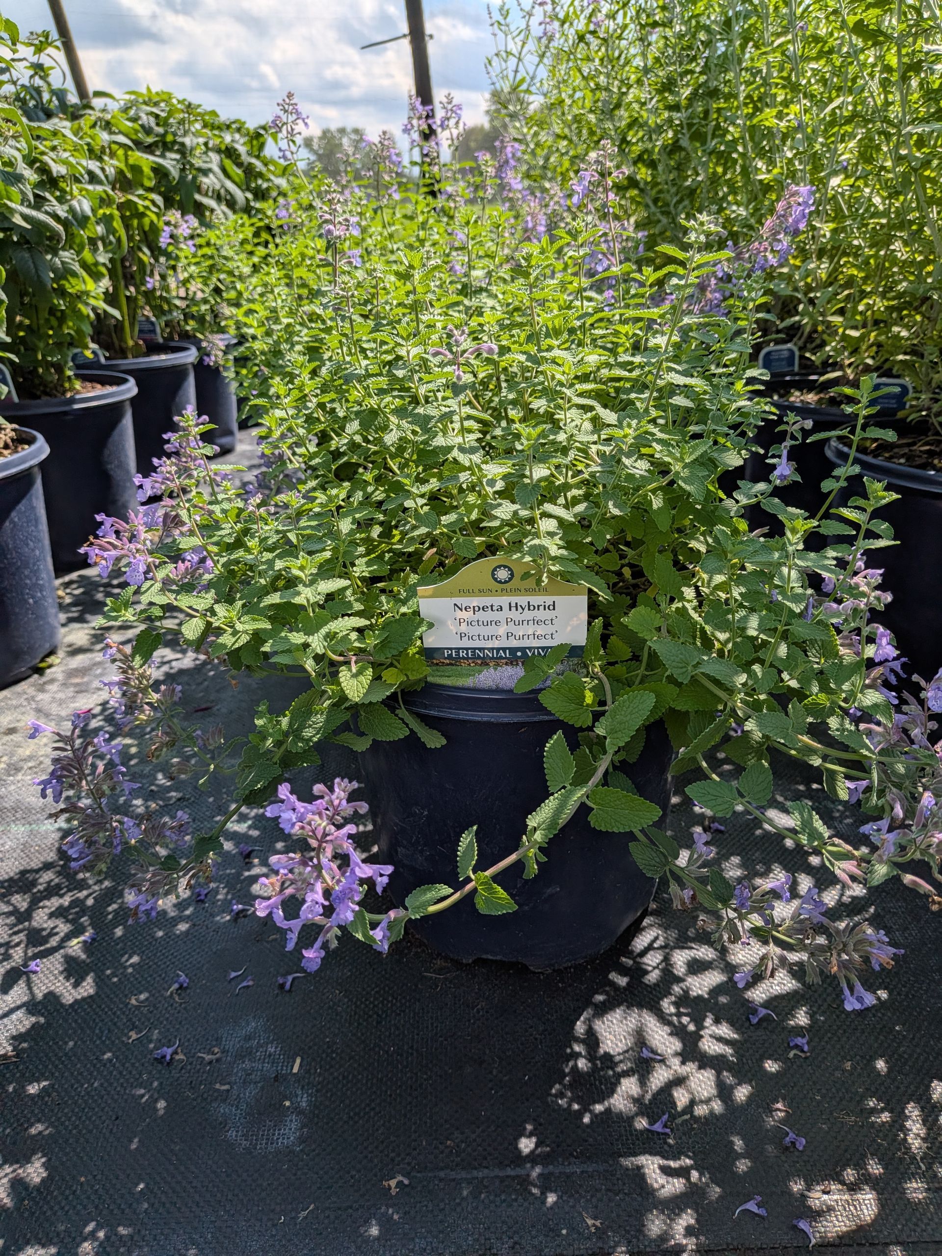 Picture Purrfect Catmint