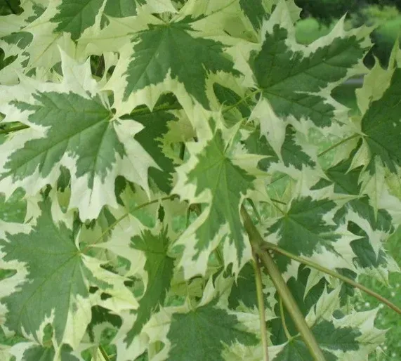 Harlequin Maple