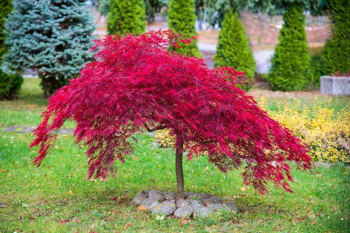 Inaba Shidare Japanese Maple