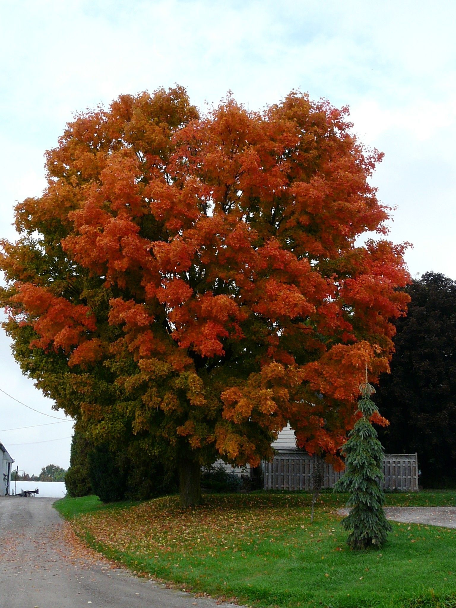 Sugar Maple