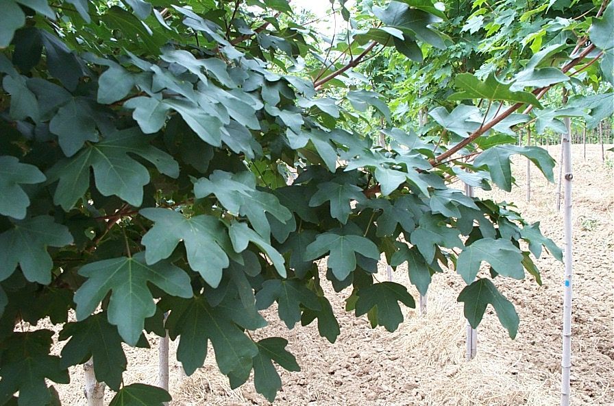 Hedge Maple