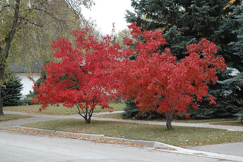 Flame Amur Maple