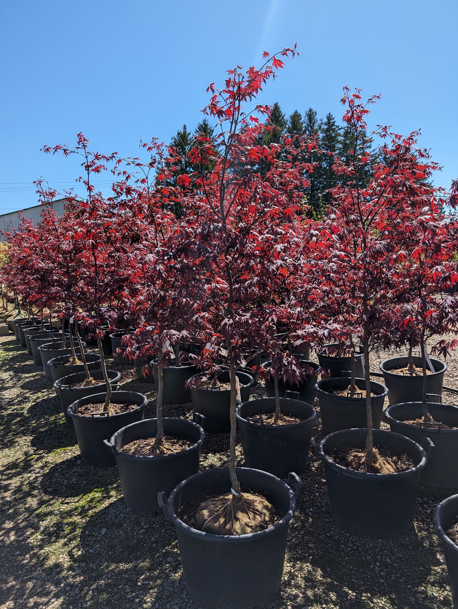 Bloodgood Japanese Maple