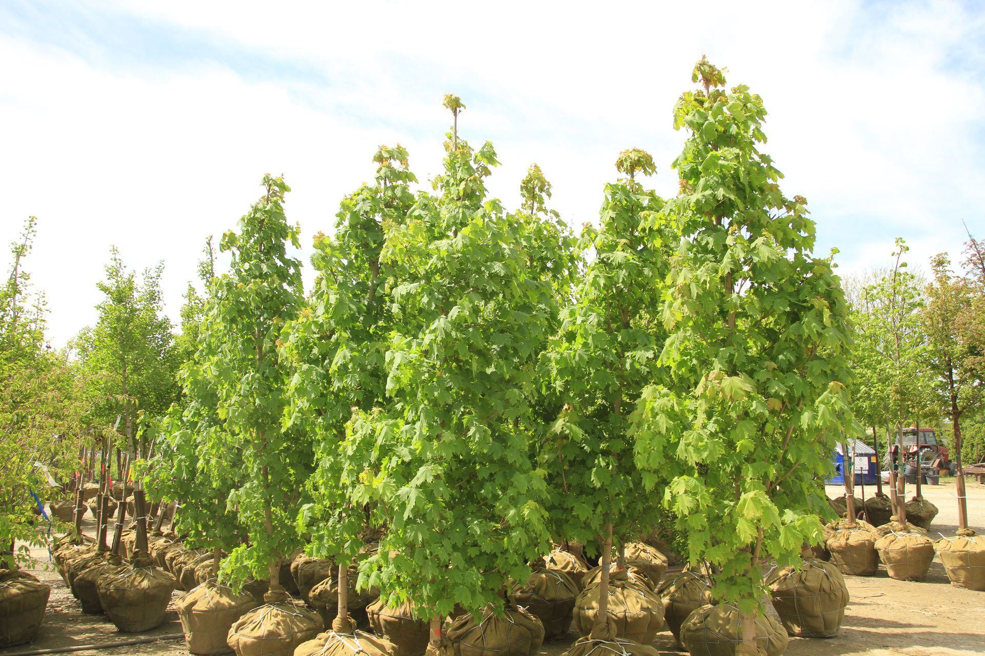 Columnar Maple
