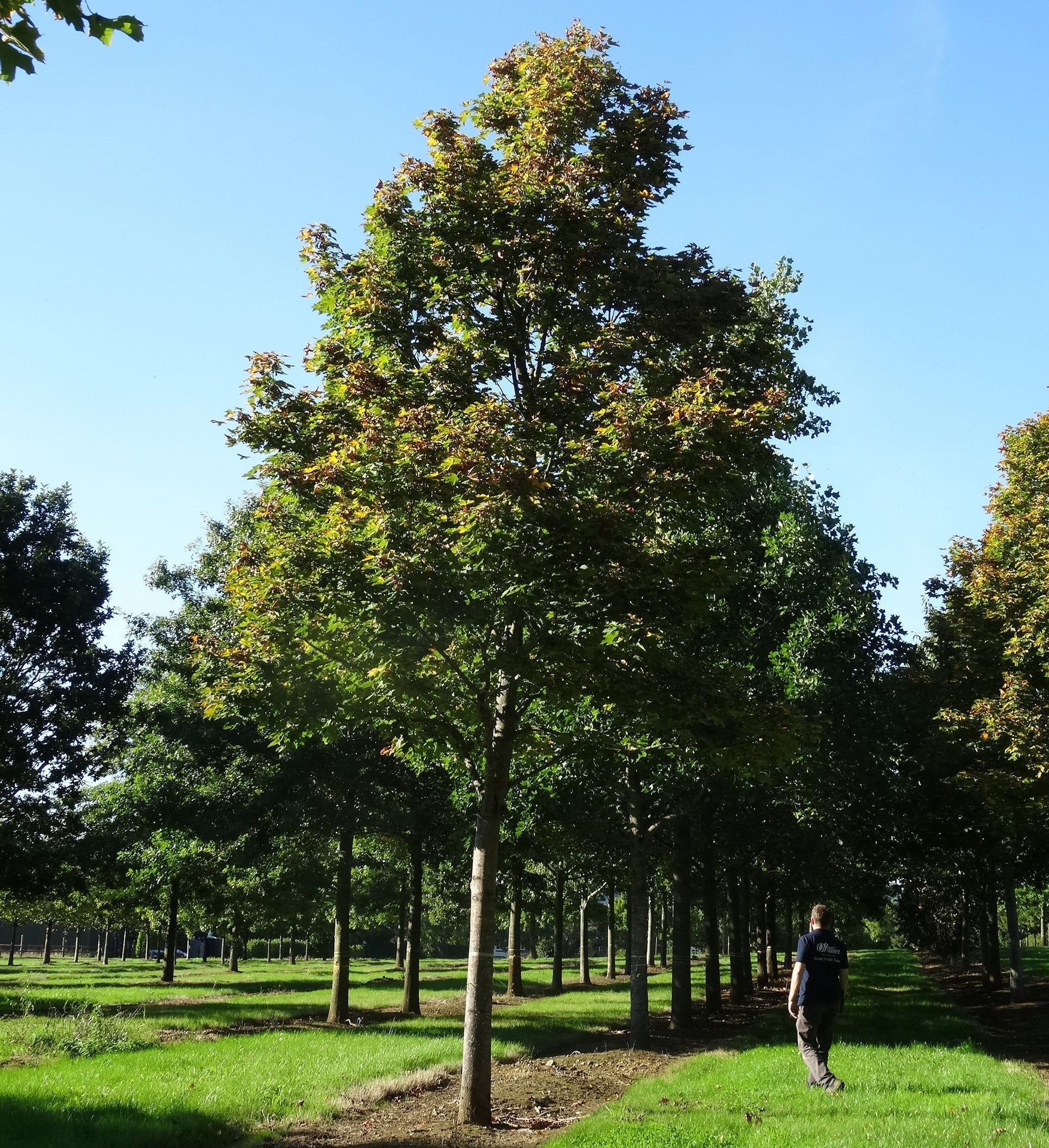 Emerald Queen Maple