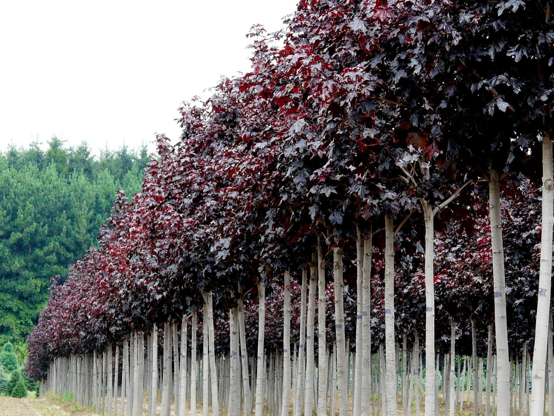 Crimson King Maple