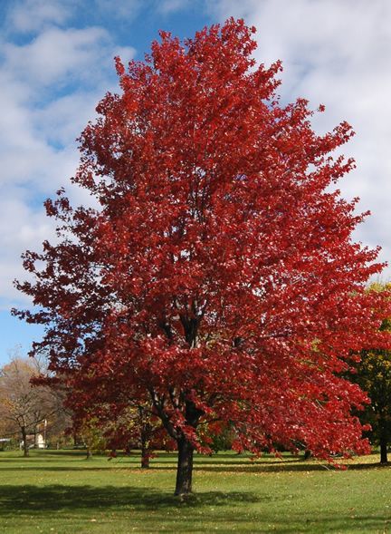 Morgan Maple