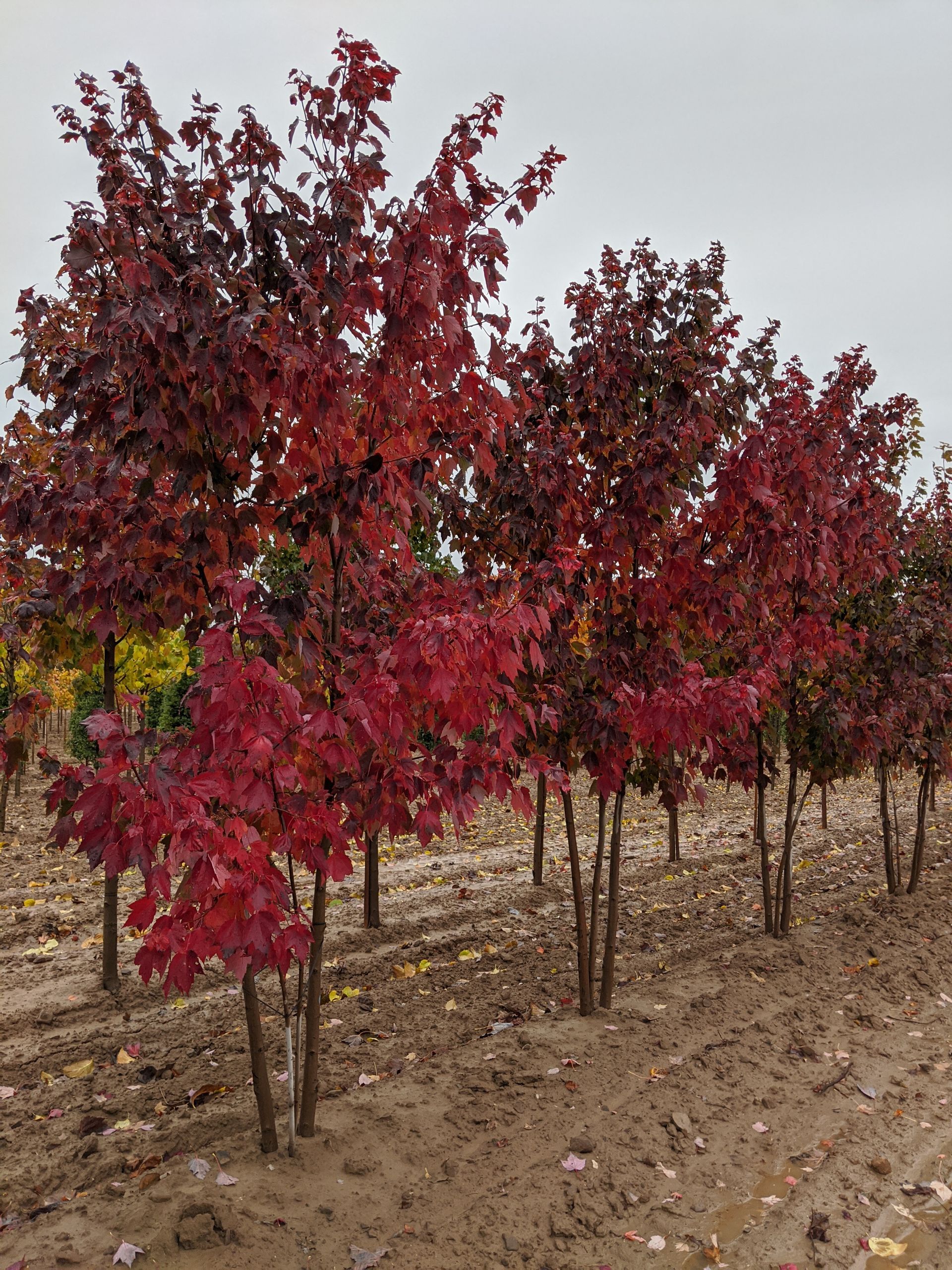 Red Sunset® Maple