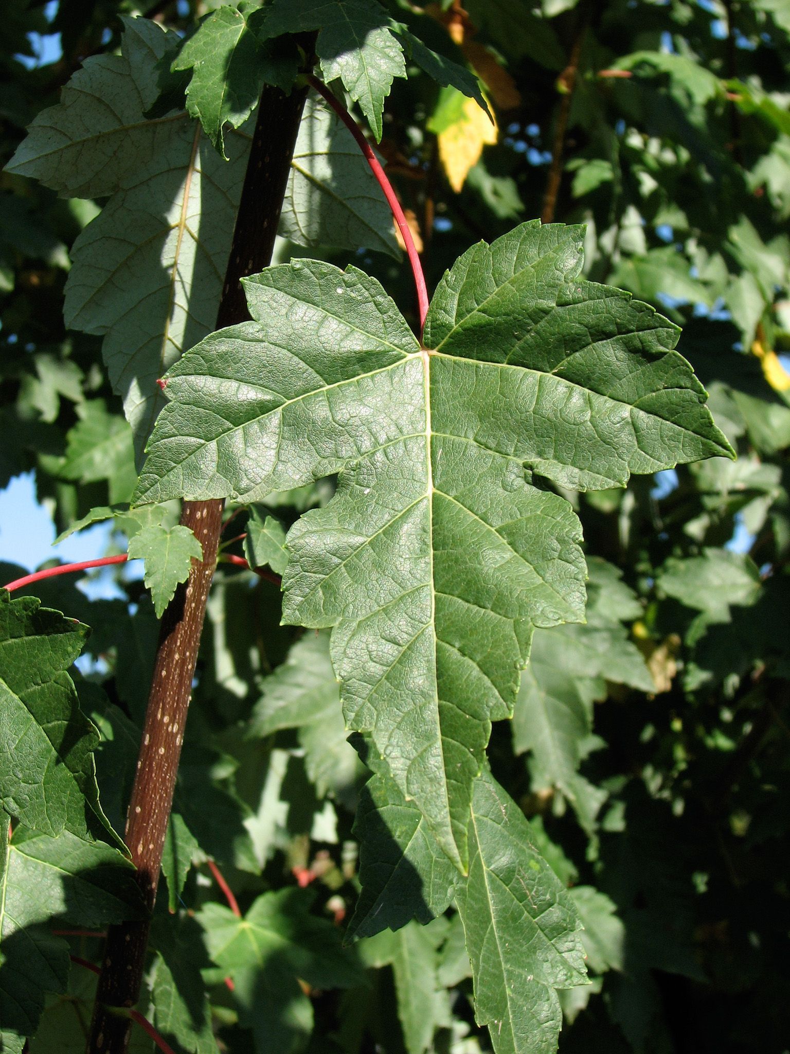 Redpointe® Maple