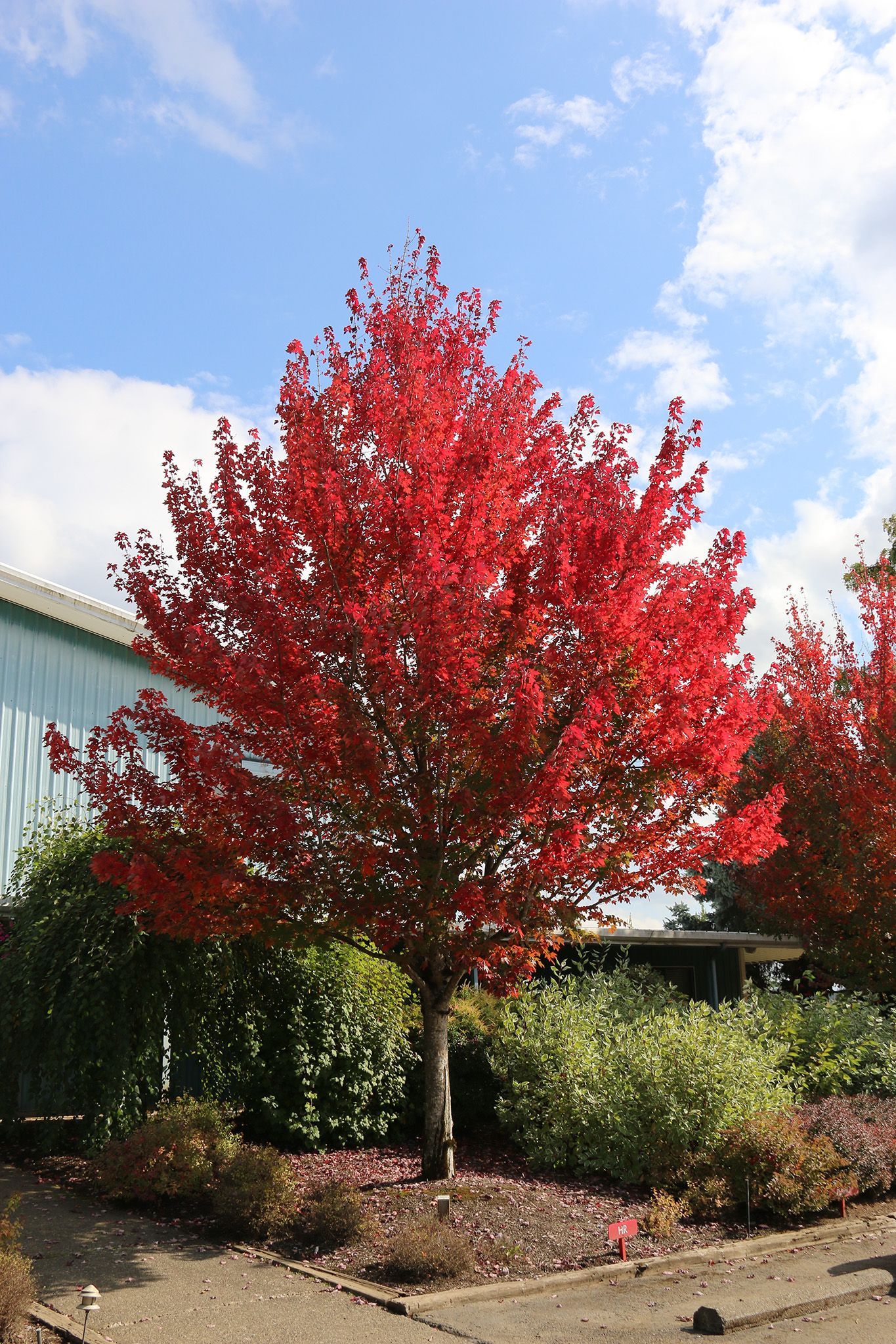 Redpointe® Maple