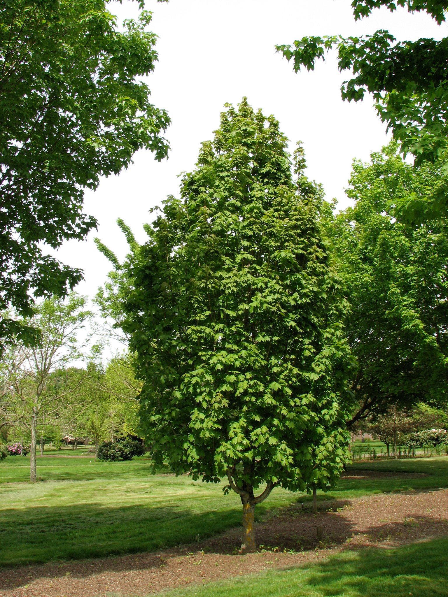 Apollo® Maple