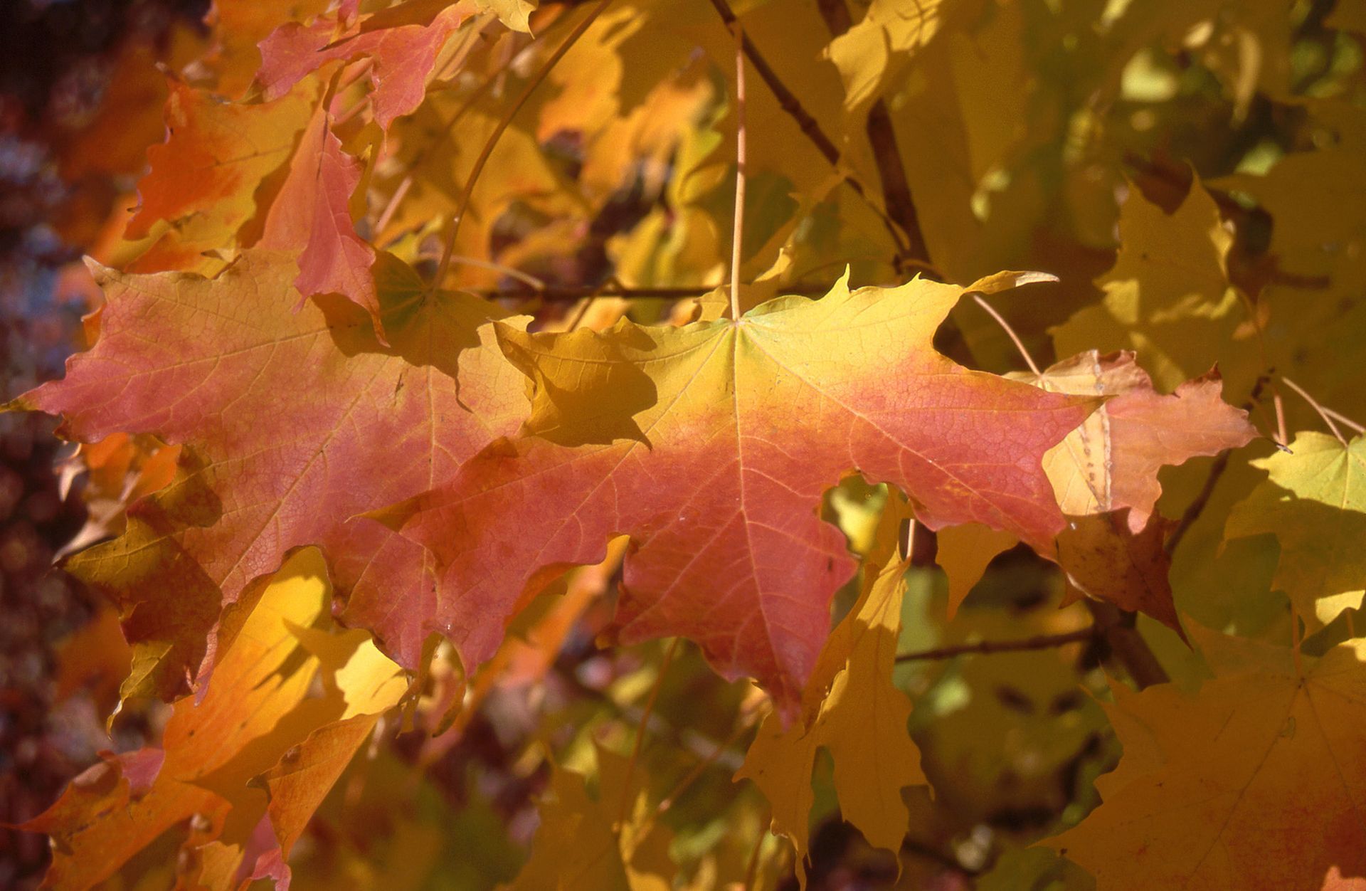Apollo® Maple